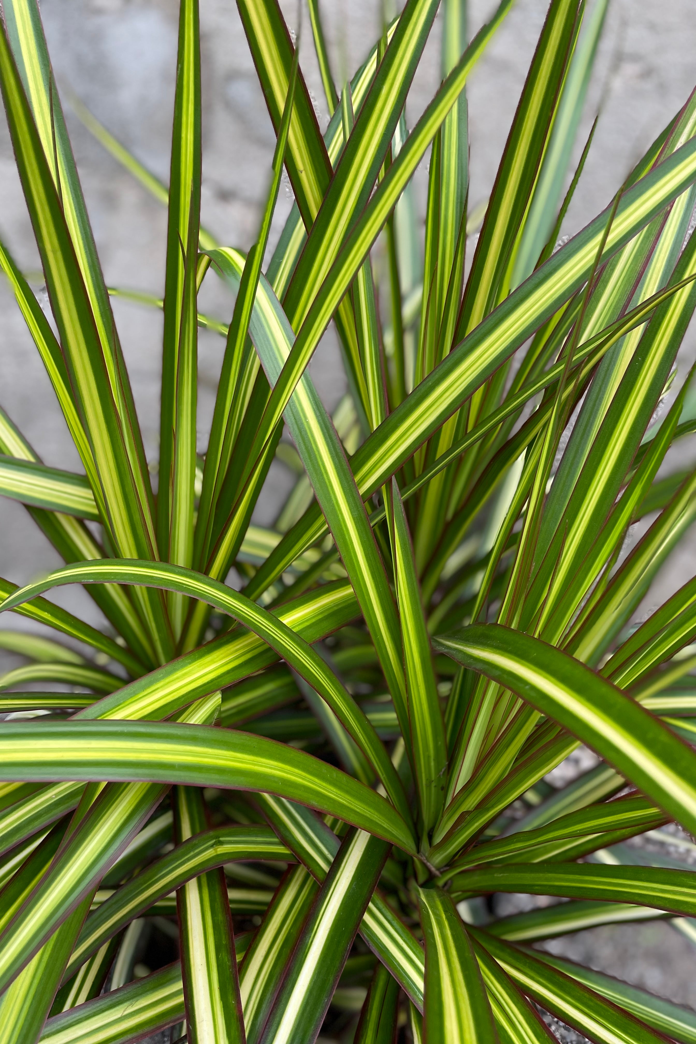 Dracaena marginata 'Kiwi' up close picture of the bright sword like leaves.