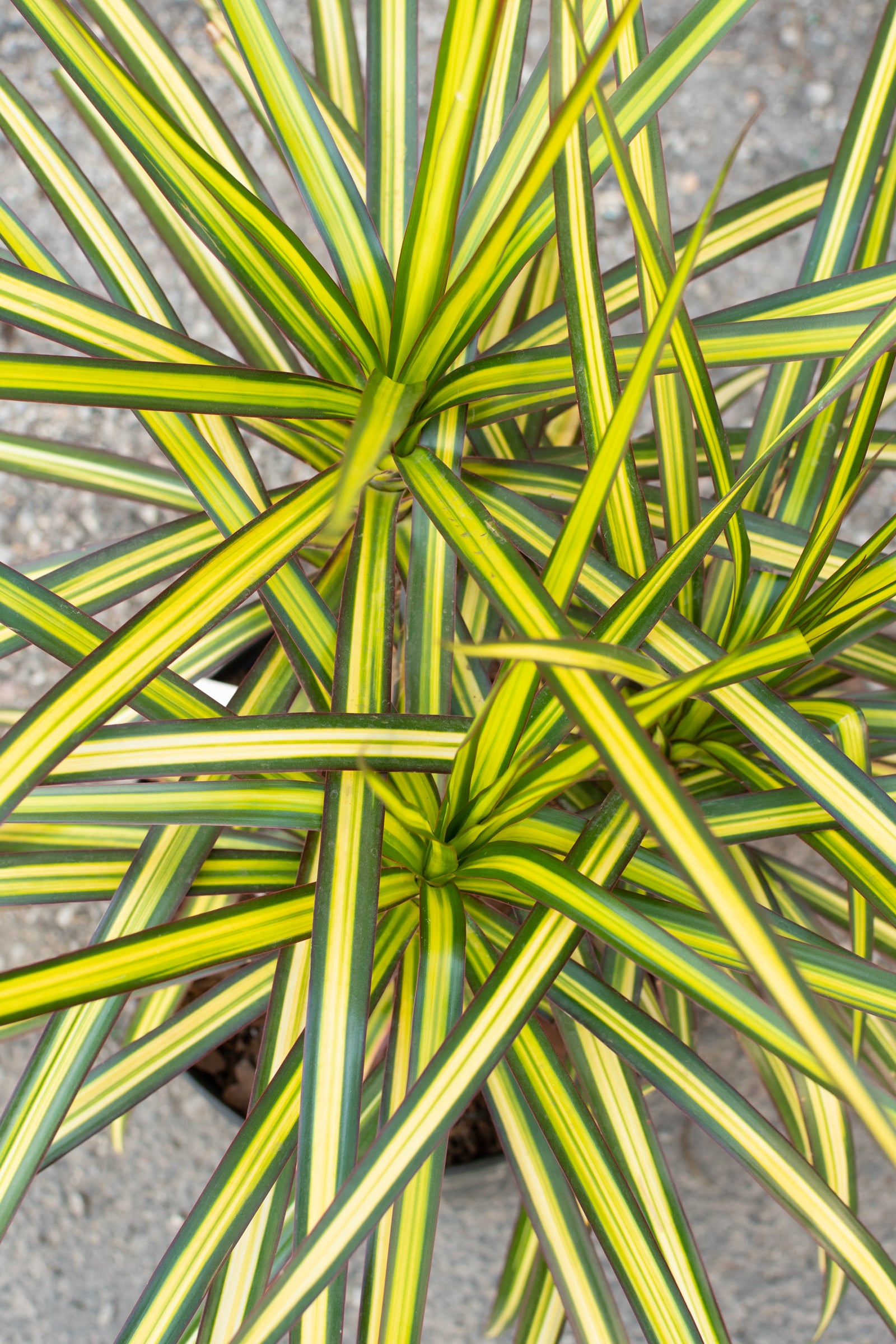 Close up of dracaena marginata tips