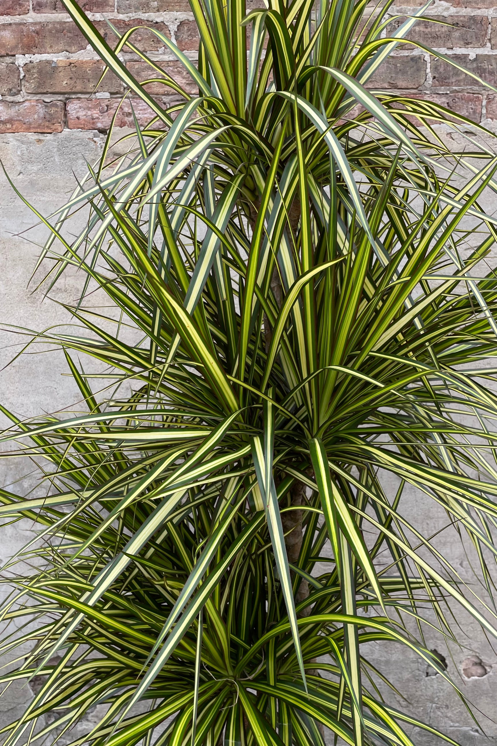 A detailed look at the foliage of the Dracaena marginata 'Kiwi' grown in a multi-cane form