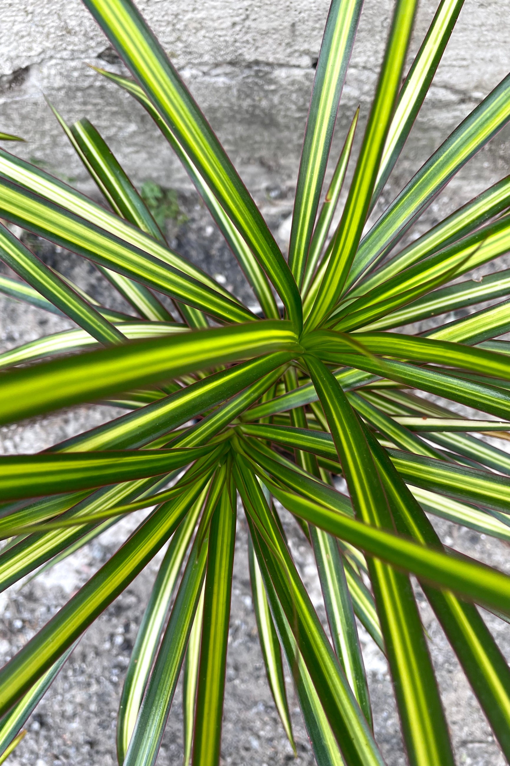 An overhead detailed view of the leaves of the 5" Dracaena marginata 'Kiwi' against a concrete backdrop