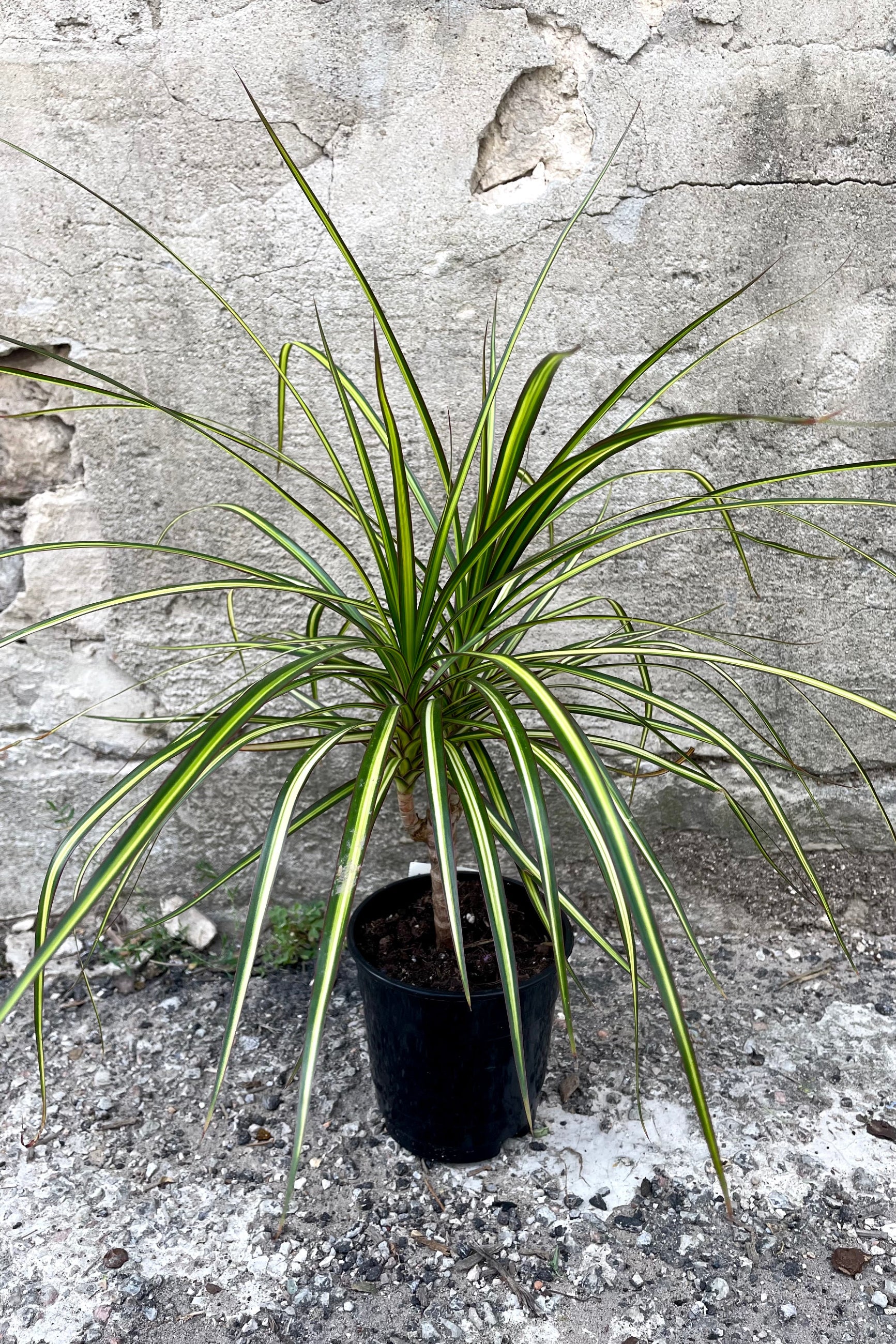 A full-body view of the 5" Dracaena marginata 'Kiwi' against a concrete backdrop