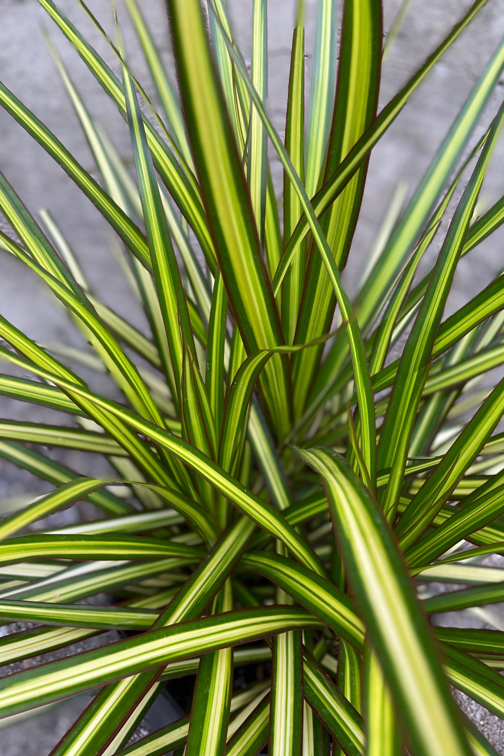 Dracaena marginata 'Kiwi' up close detail picture of the bright sword like leaves. 
