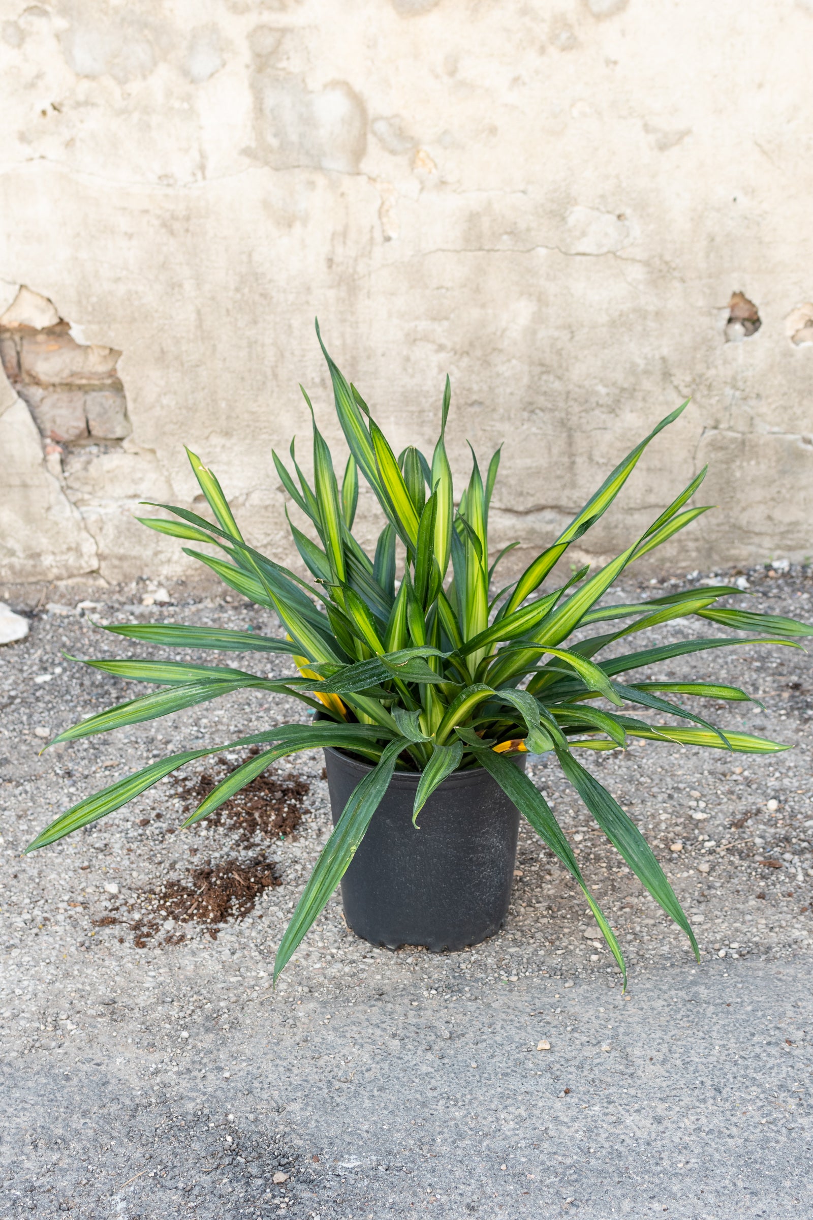 Large dracaena rikki in front of concrete wall
