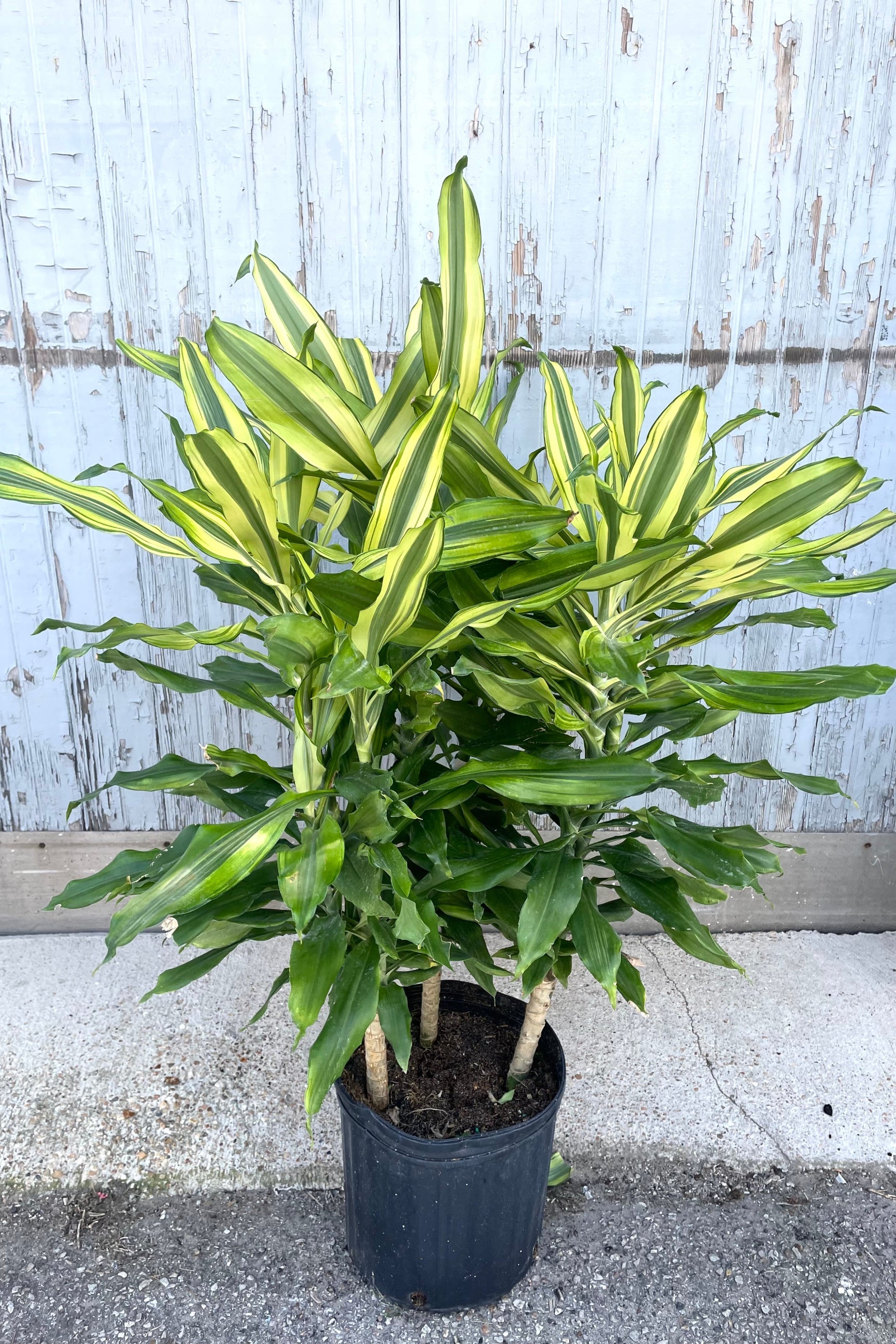 A full view of Dracaena 'Sol' staggered cane 10" in grow pot against wooden backdrop