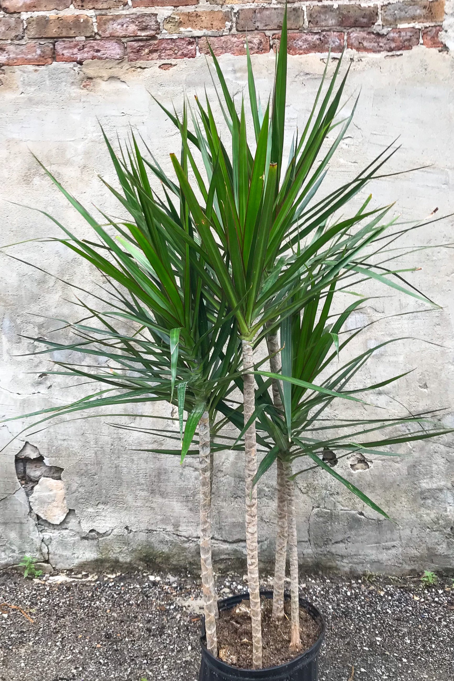 Dracaena marginata staggered cane in grow pot in front of grey concrete background