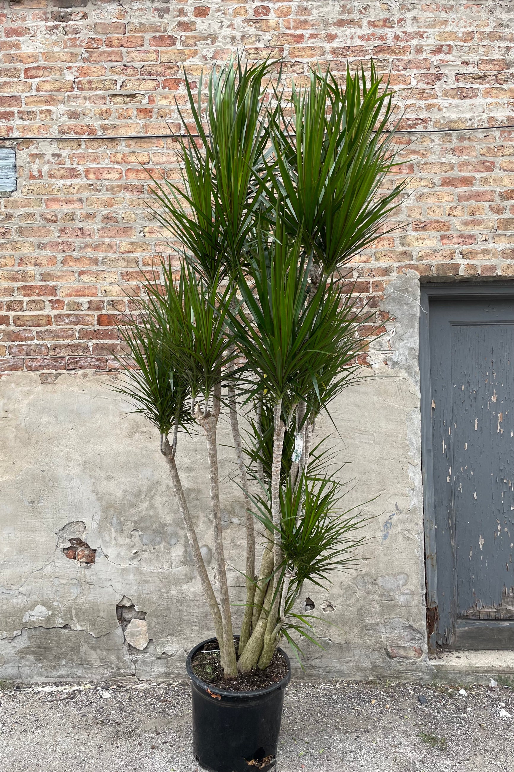 Dracaena marginata in a 17" growers pot