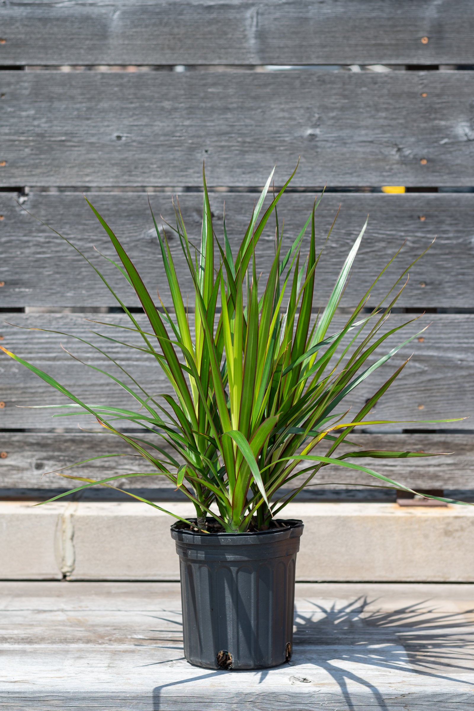 Dracaena marginata tips in front of grey wood wall