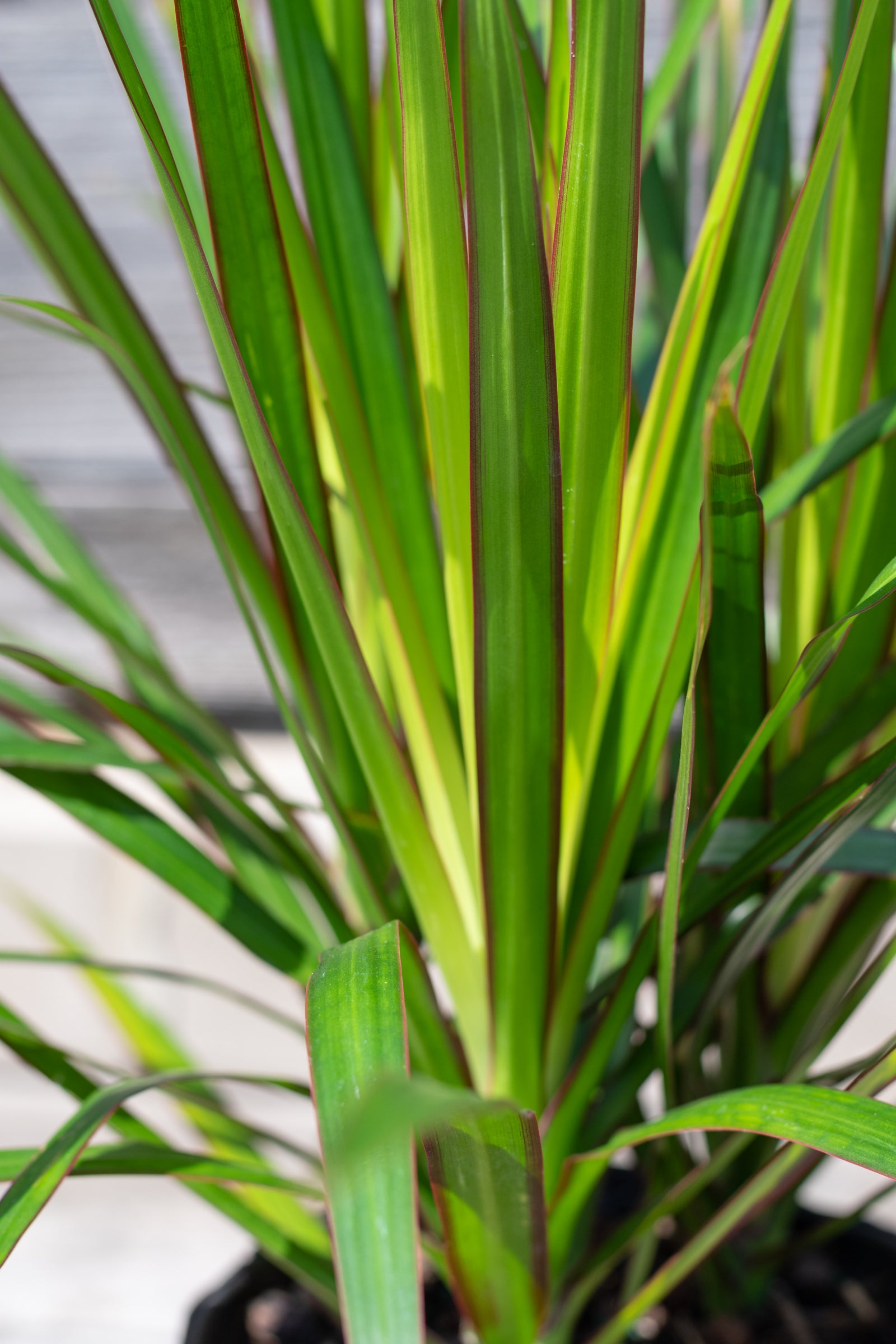 Close up of dracaena marginata tips
