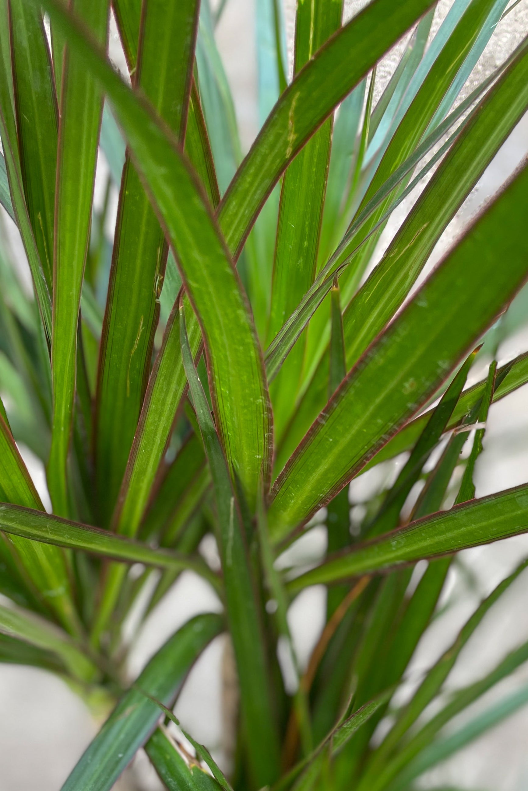 Close up of Dracaena marginata leaves