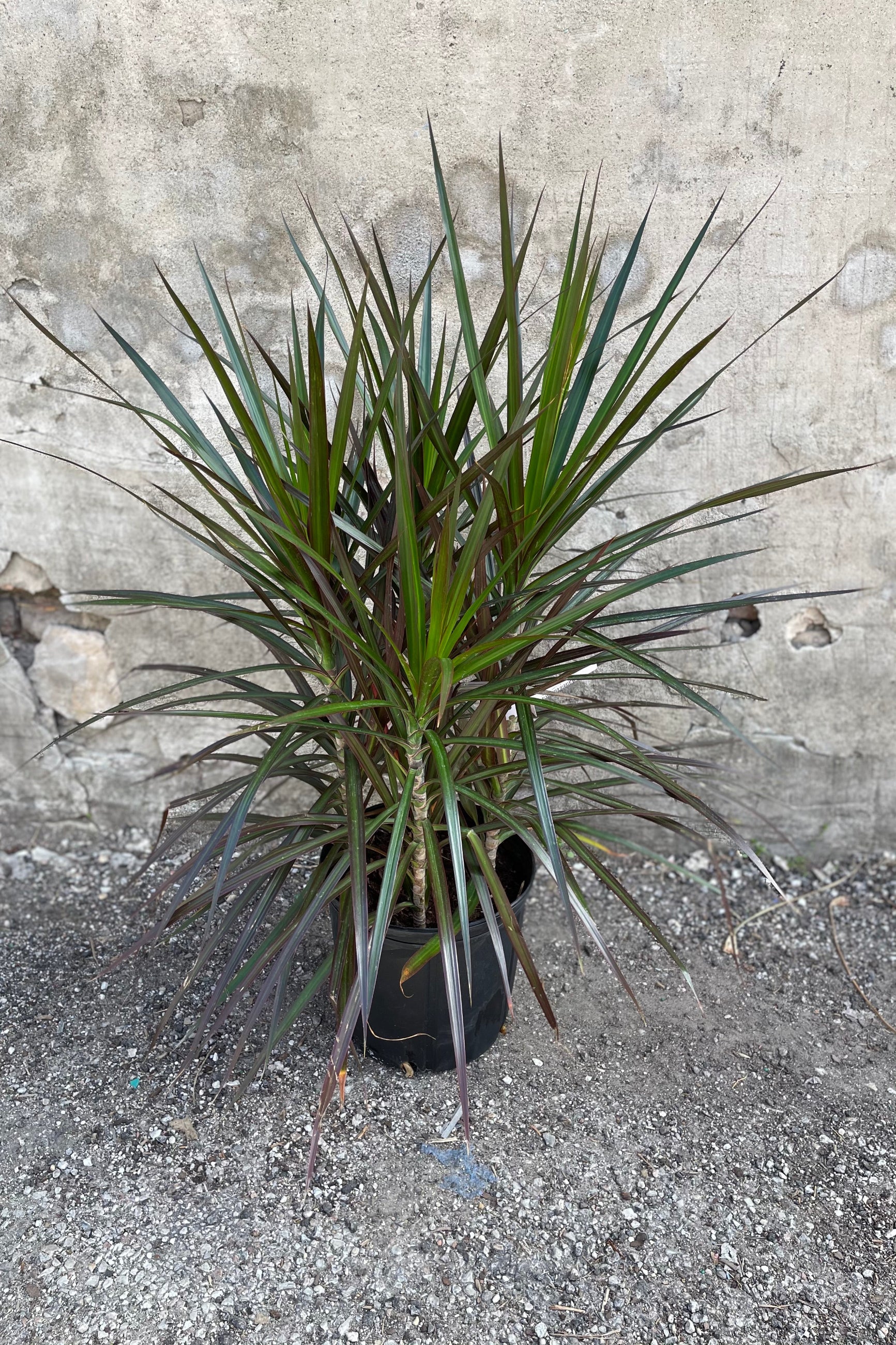 Dracaena marginata 'Magenta' pruned in tip formation in a 10 inch pot. 