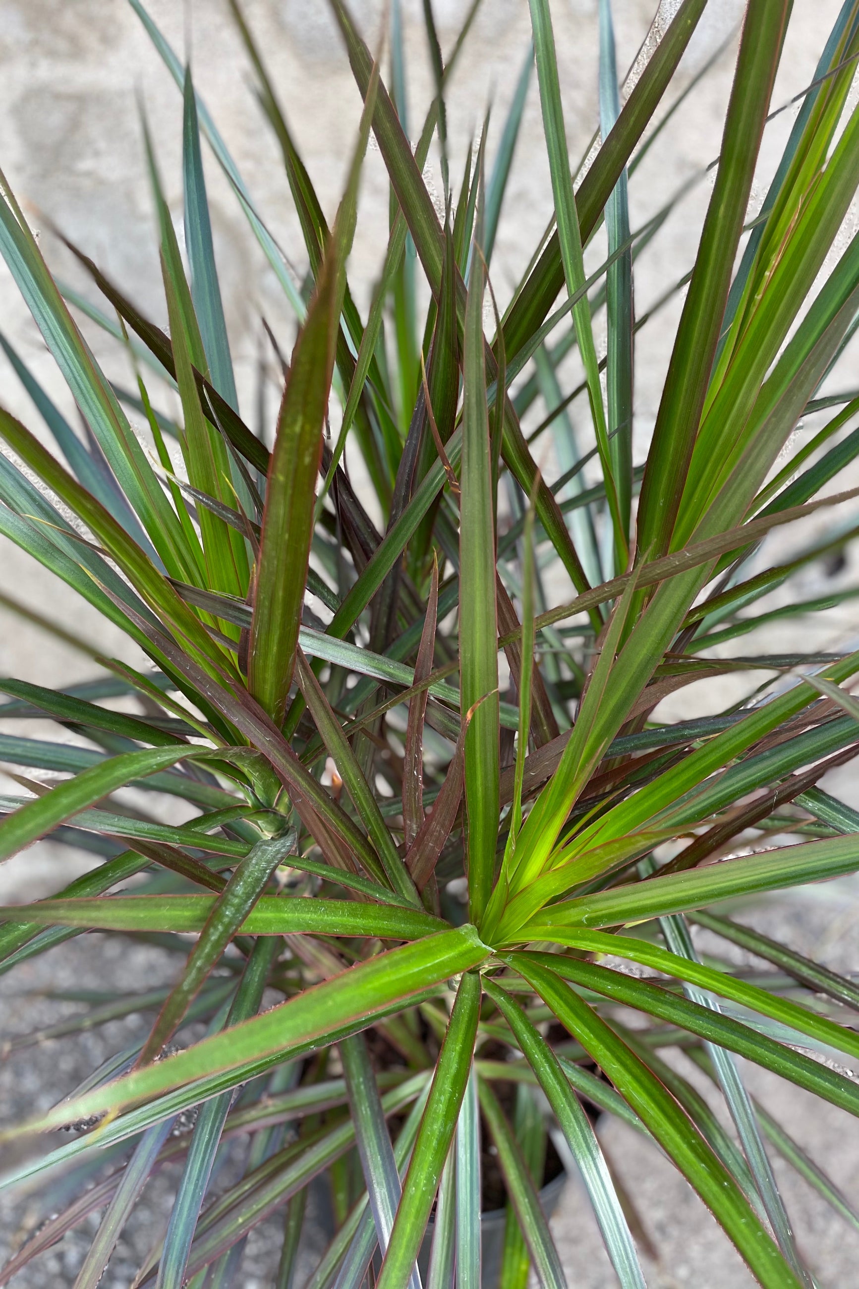Dracaena marginata 'Magenta' close up picture.