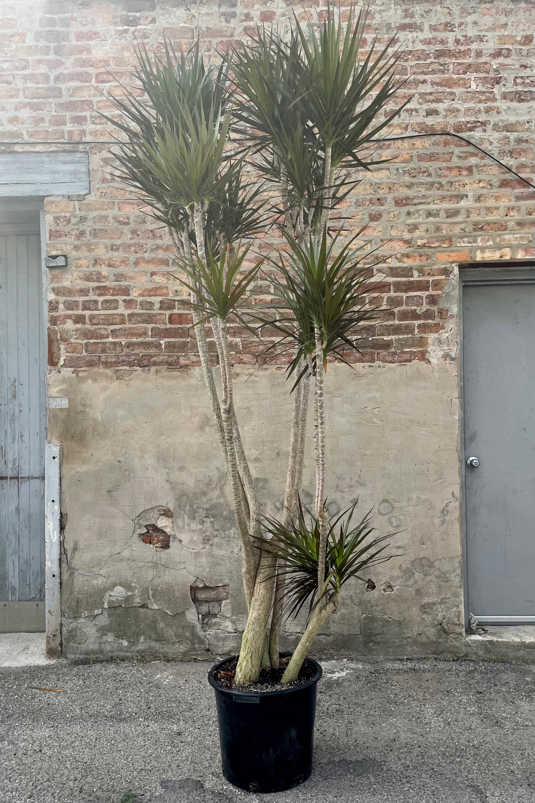 A frontal view of the 17" Dracaena marginata 'Magenta' against a concrete backdrop