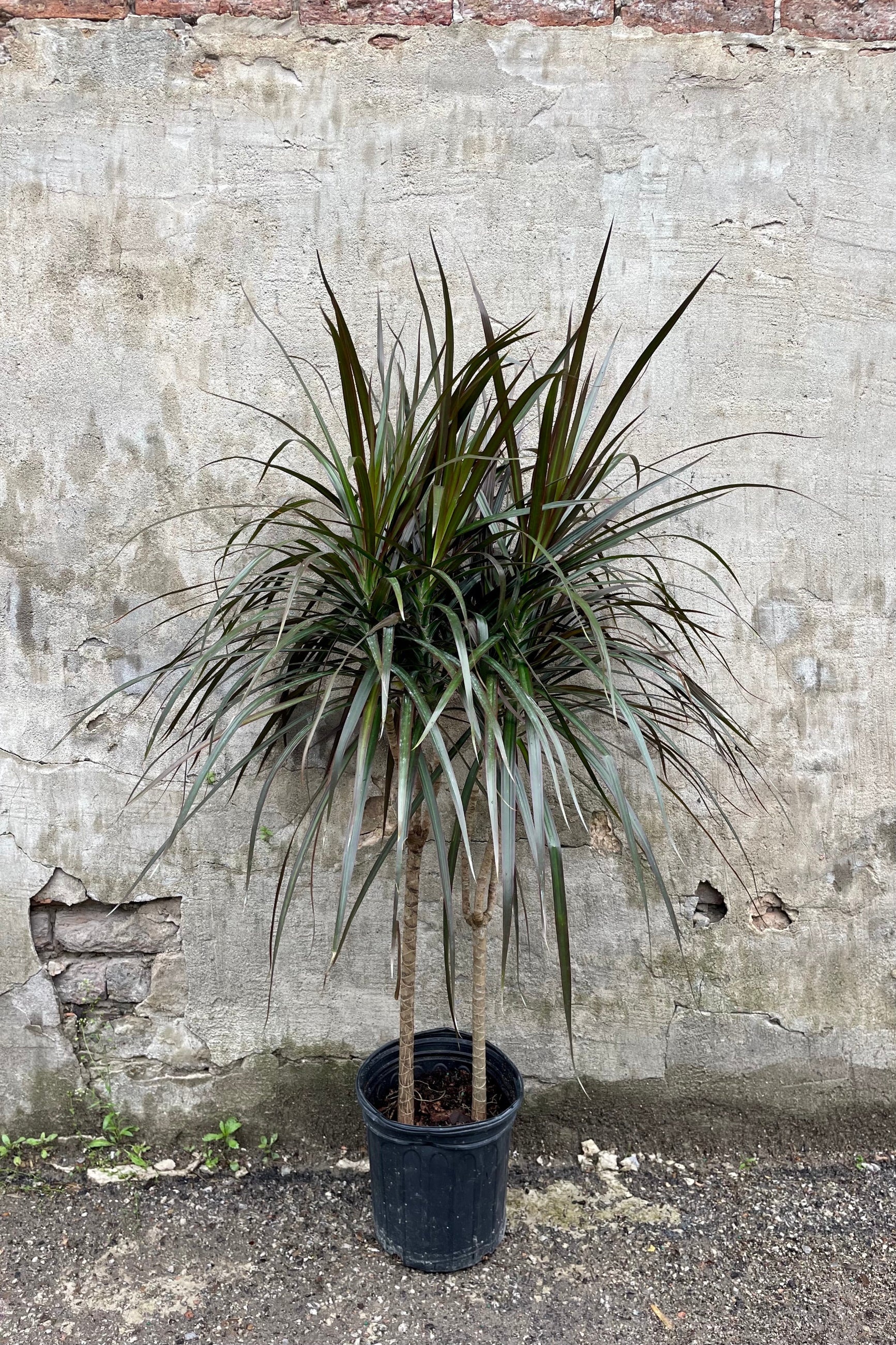 Dracaena marginata 'Magenta' cane 8” against a grey wall 