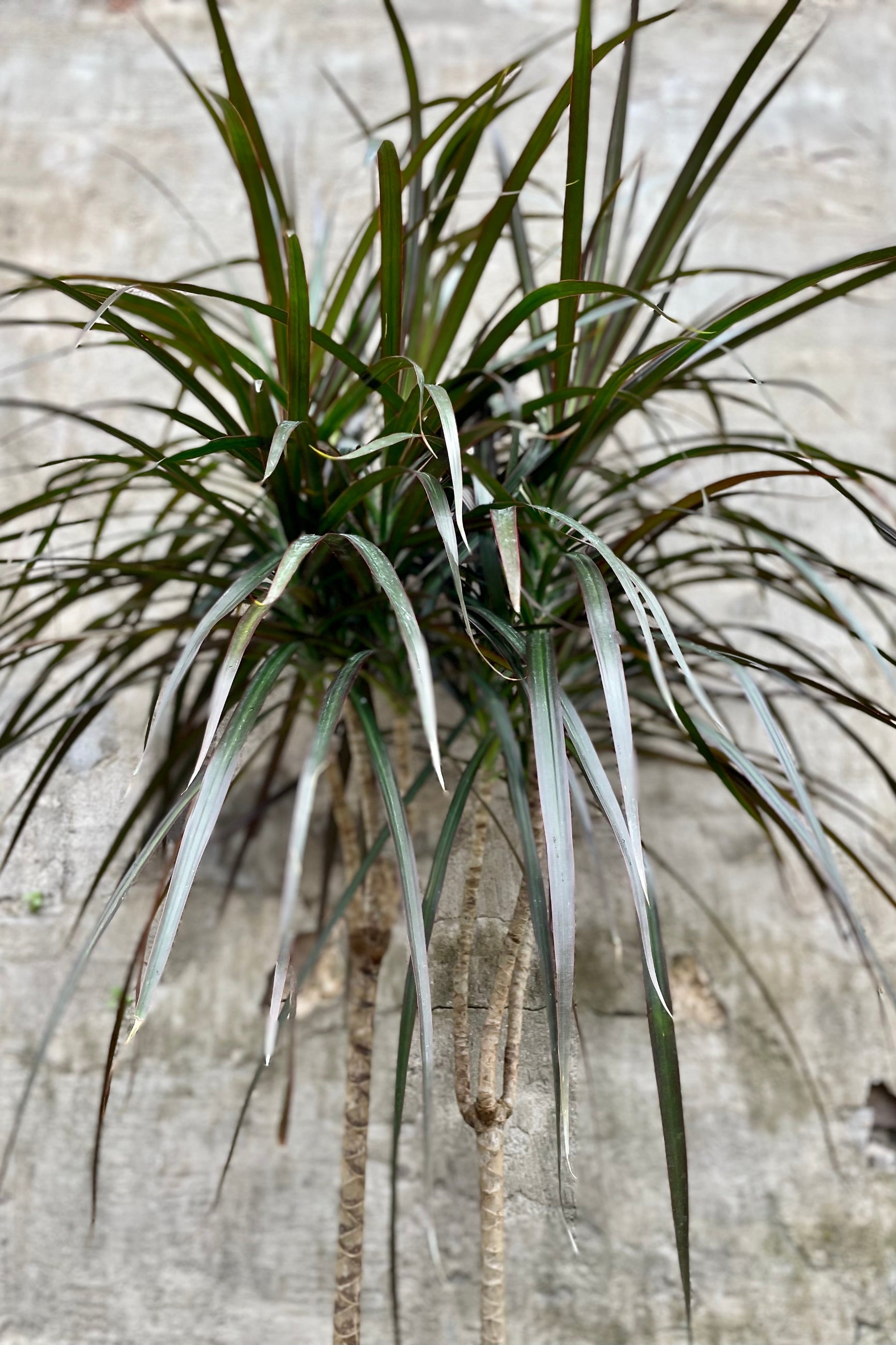 Dracaena marginata 'Magenta' cane 8” against a grey wall