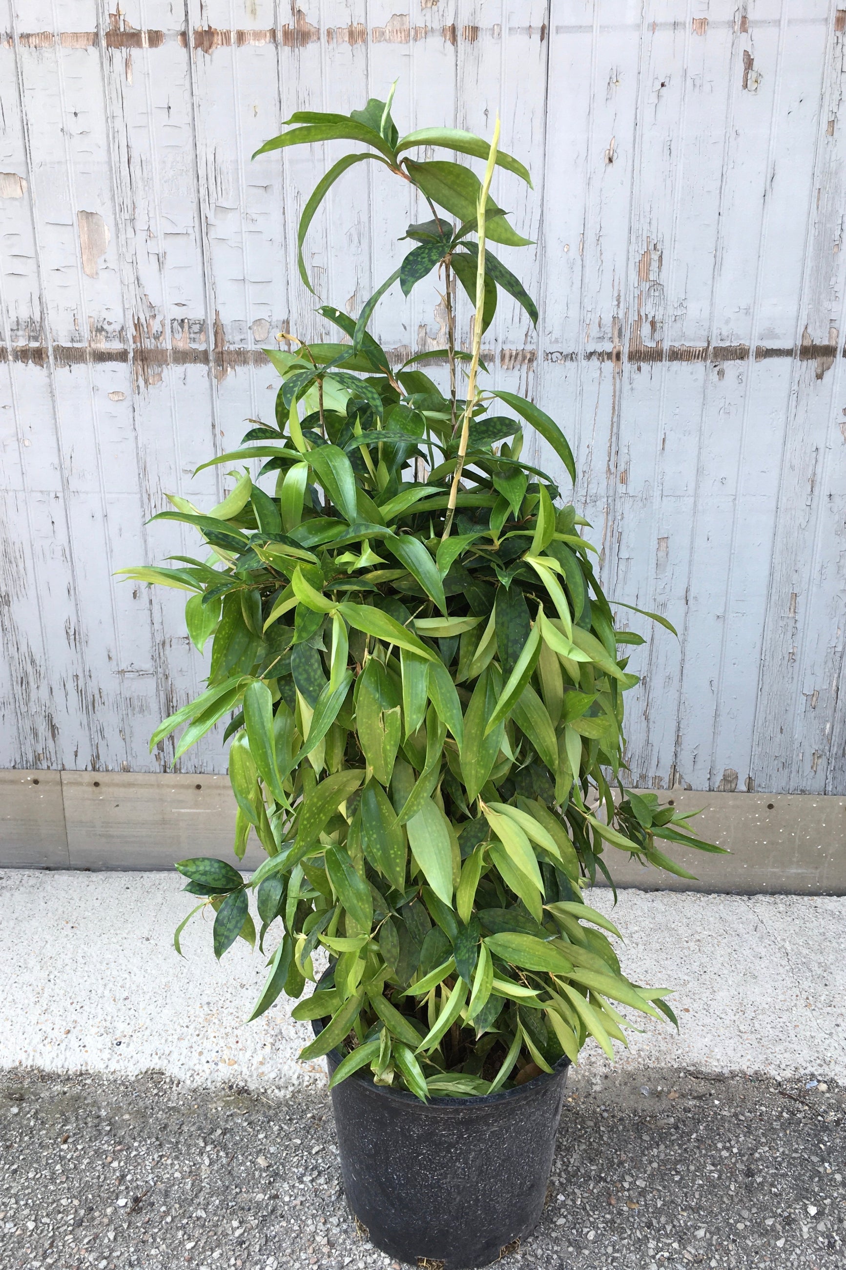 Dracaena surculosa plant in a 12" growers pot