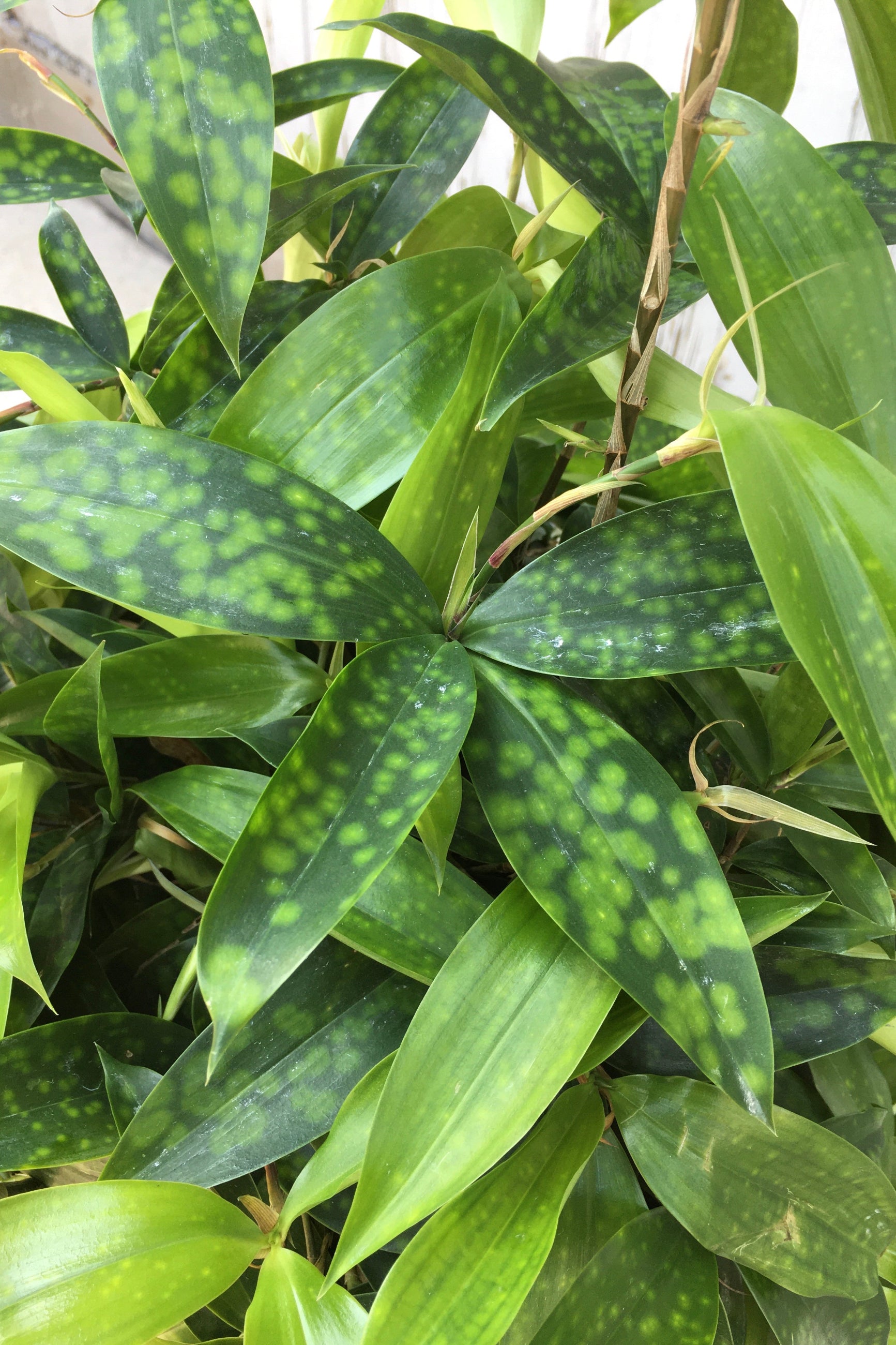 Dracaena surculosa plant detail picture of the variegated leaves.