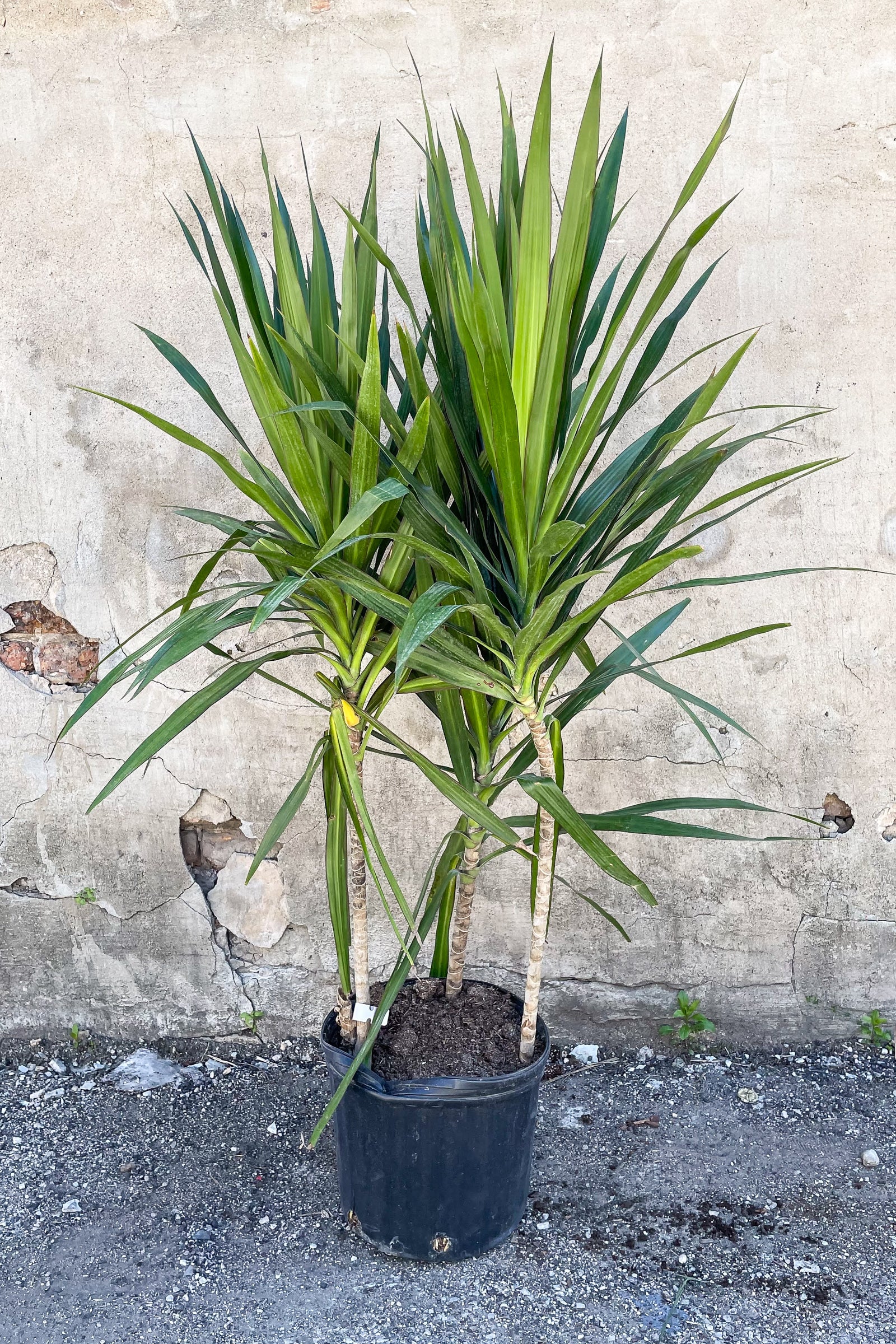 Dracaena 'Tarzan' bush in front of concrete wall