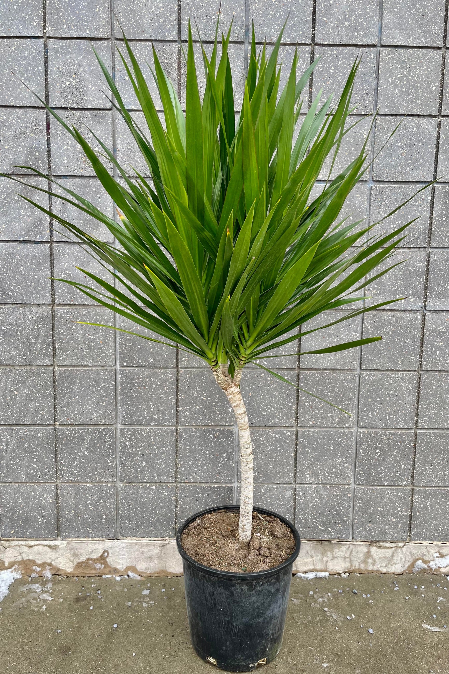 The Dracaena 'Tarzan' Standard Form 14" sits against a grey wall. 