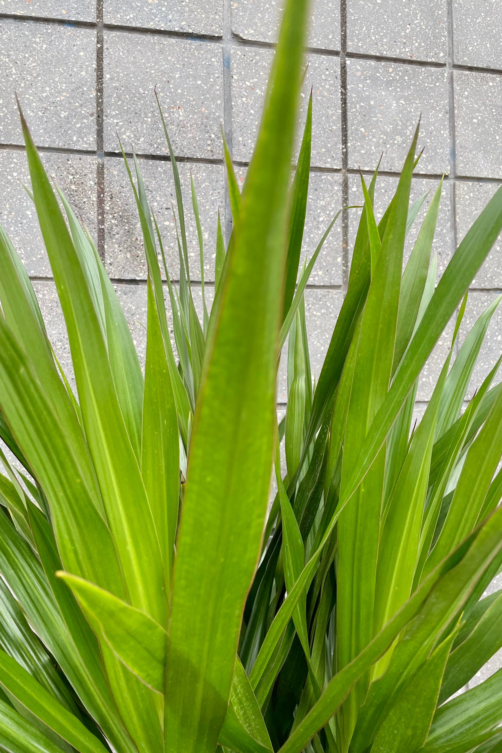 A detailed look at the foliage of the Dracaena 'Tarzan' Standard Form 14".