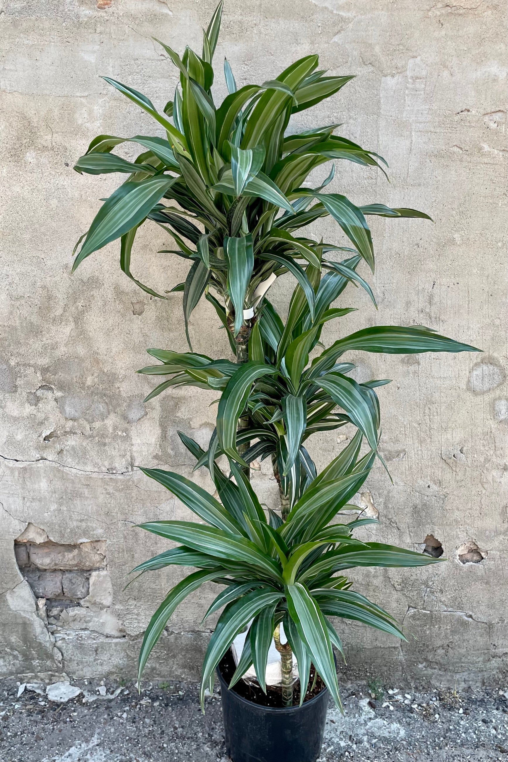 Dracaena 'Ulises' staggered cane in a 10" growers pot against a gray wall at Sprout-home. 