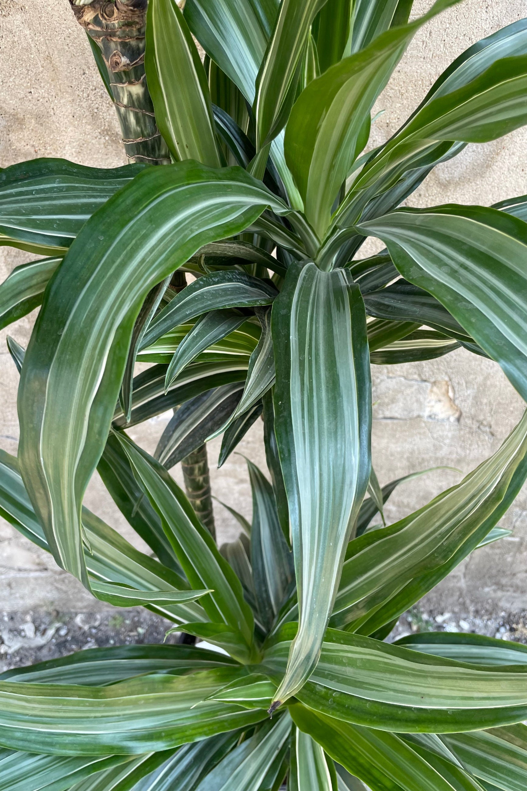 A detail picture of the Dracaene 'Ulises'  showing the striped white and green leaves at Sprout-home. 