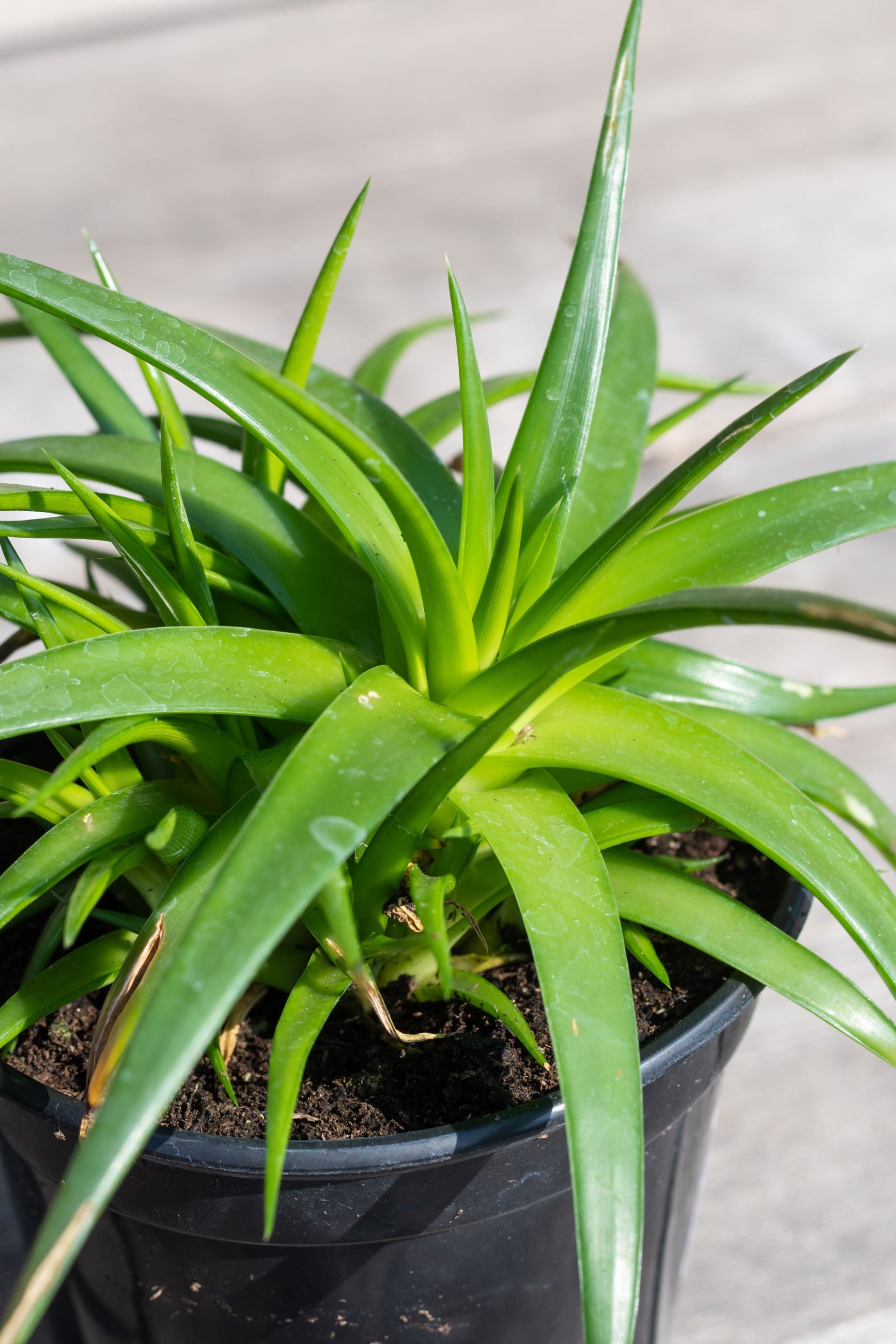 Close up of Dyckia 'Naked Lady'  leaves