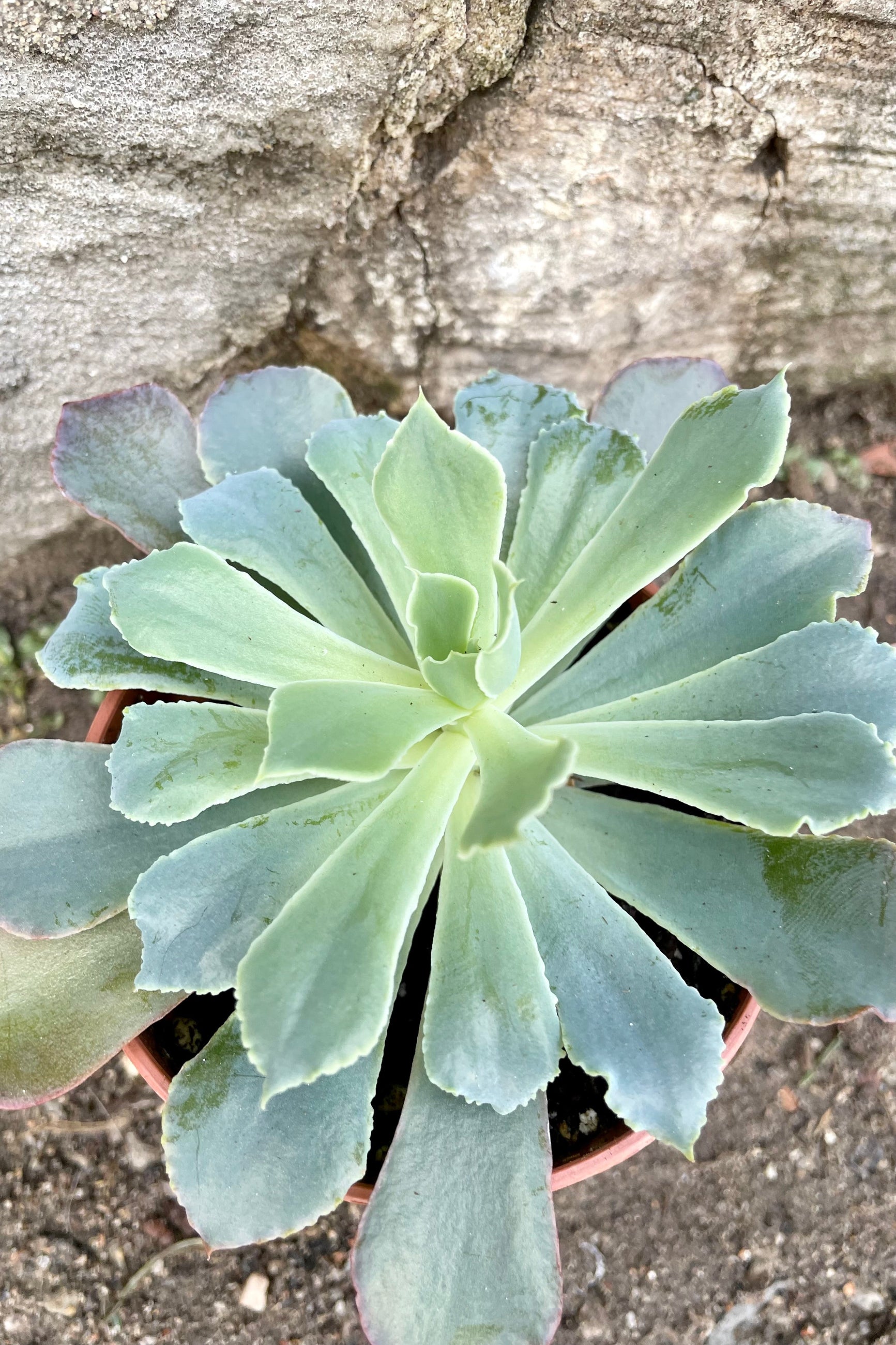 An overhead view of a variety of Echeveria 3.25"