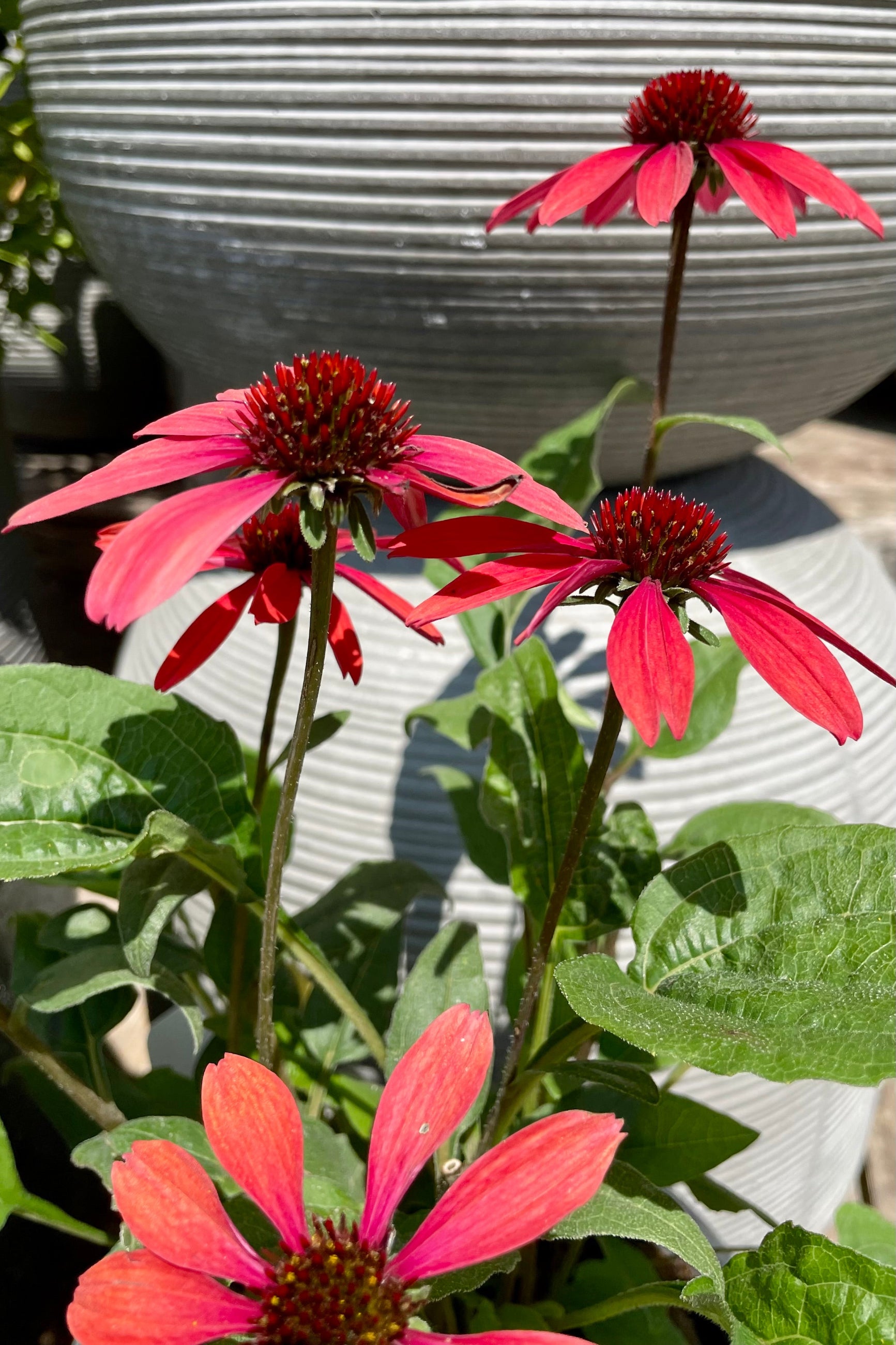 The bright red fuchsia blooms of the Echinacea 'Panama Red' coneflower the beginning of August at Sprout-home. ©Sprout Home