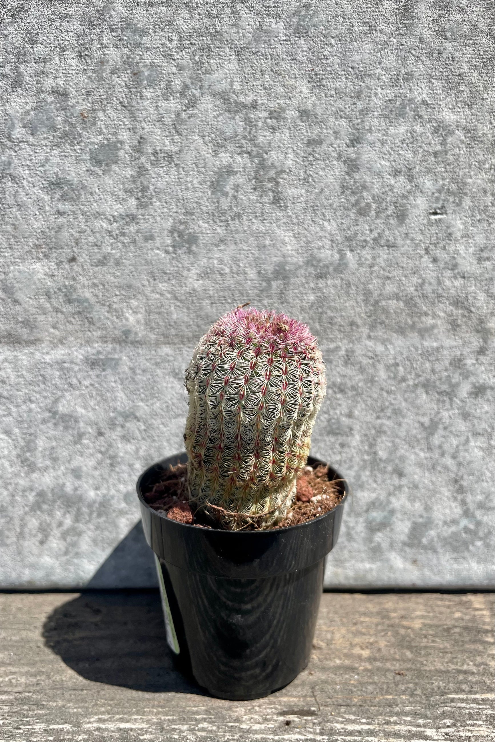 Echinocereus rigidissimus rubrispinus 2.5" black growers pot with green to purple gradient cactus spines against a grey wall
