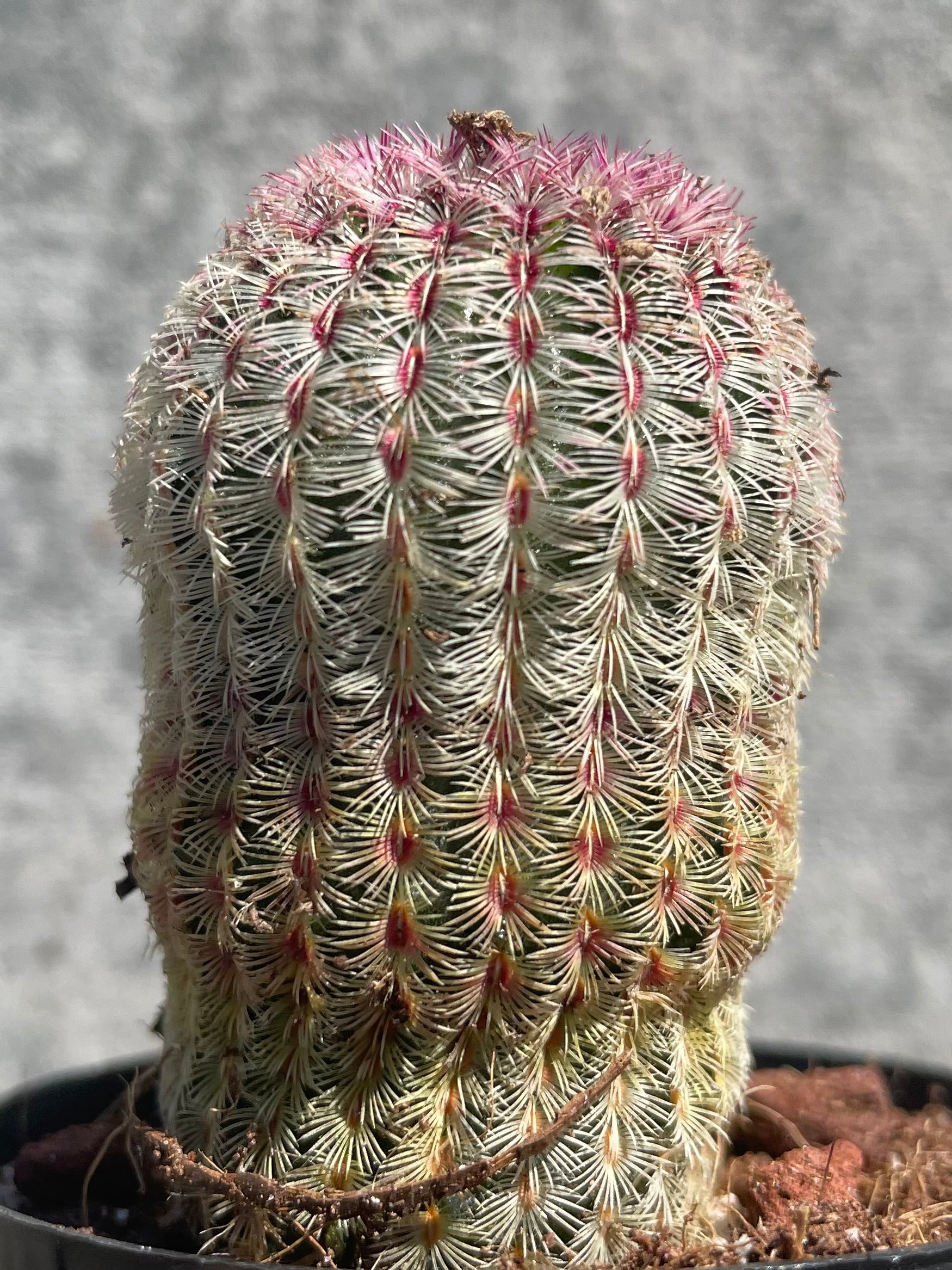 Echinocereus rigidissimus rubrispinus 2.5"