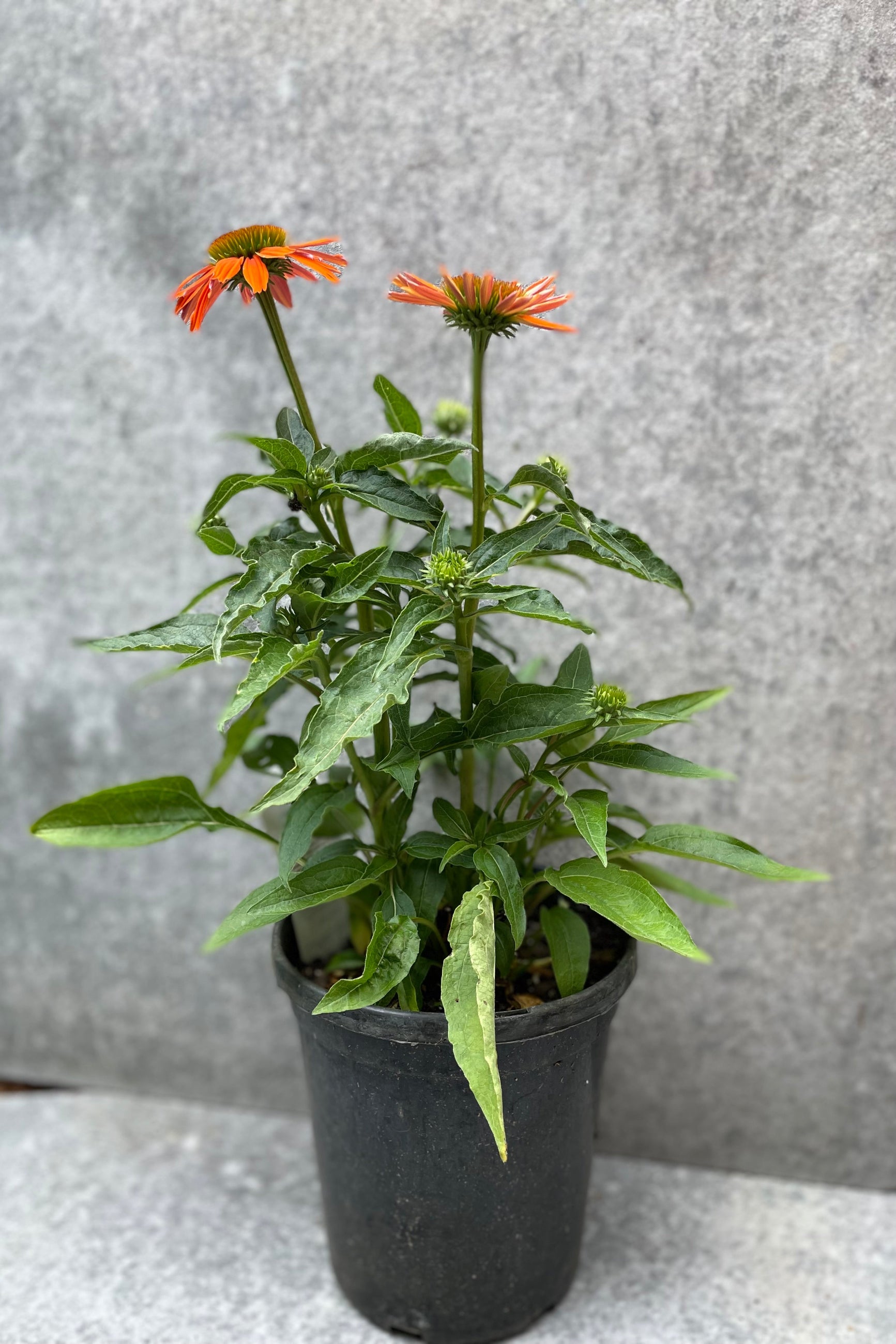 Echinacea 'Sombrero Adobe Orange' plant in bloom mid July in a #1 growers pot. ©Sprouthome
