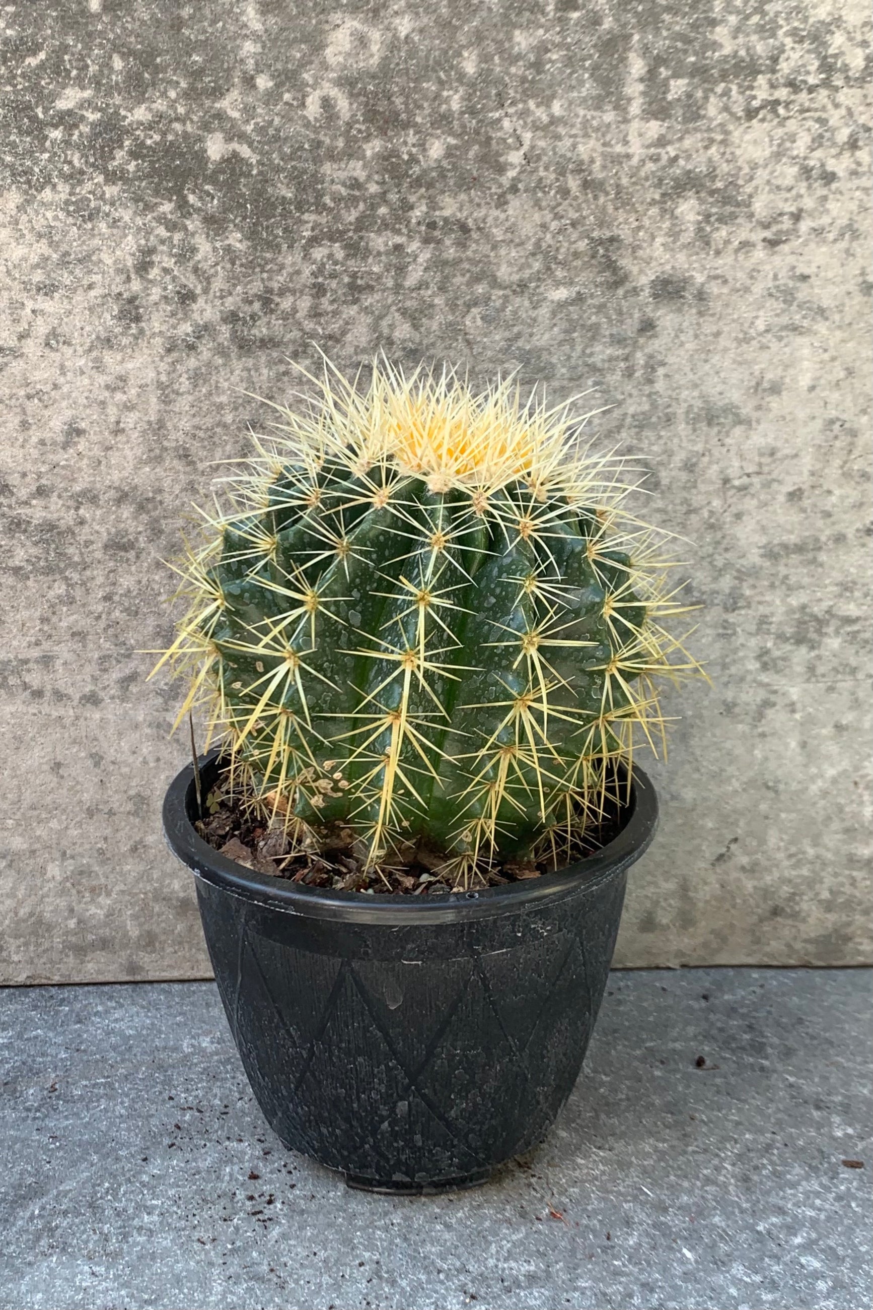 Echinocactus "Golden Barrel Cactus" in a 6 inch growers pot. 