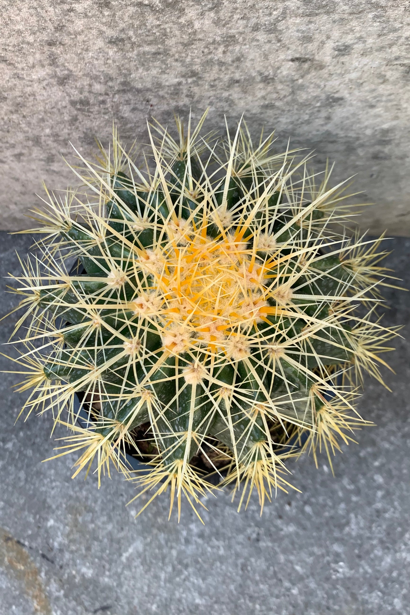 Detailed picture of the spines of the Golden Barrel Cactus.