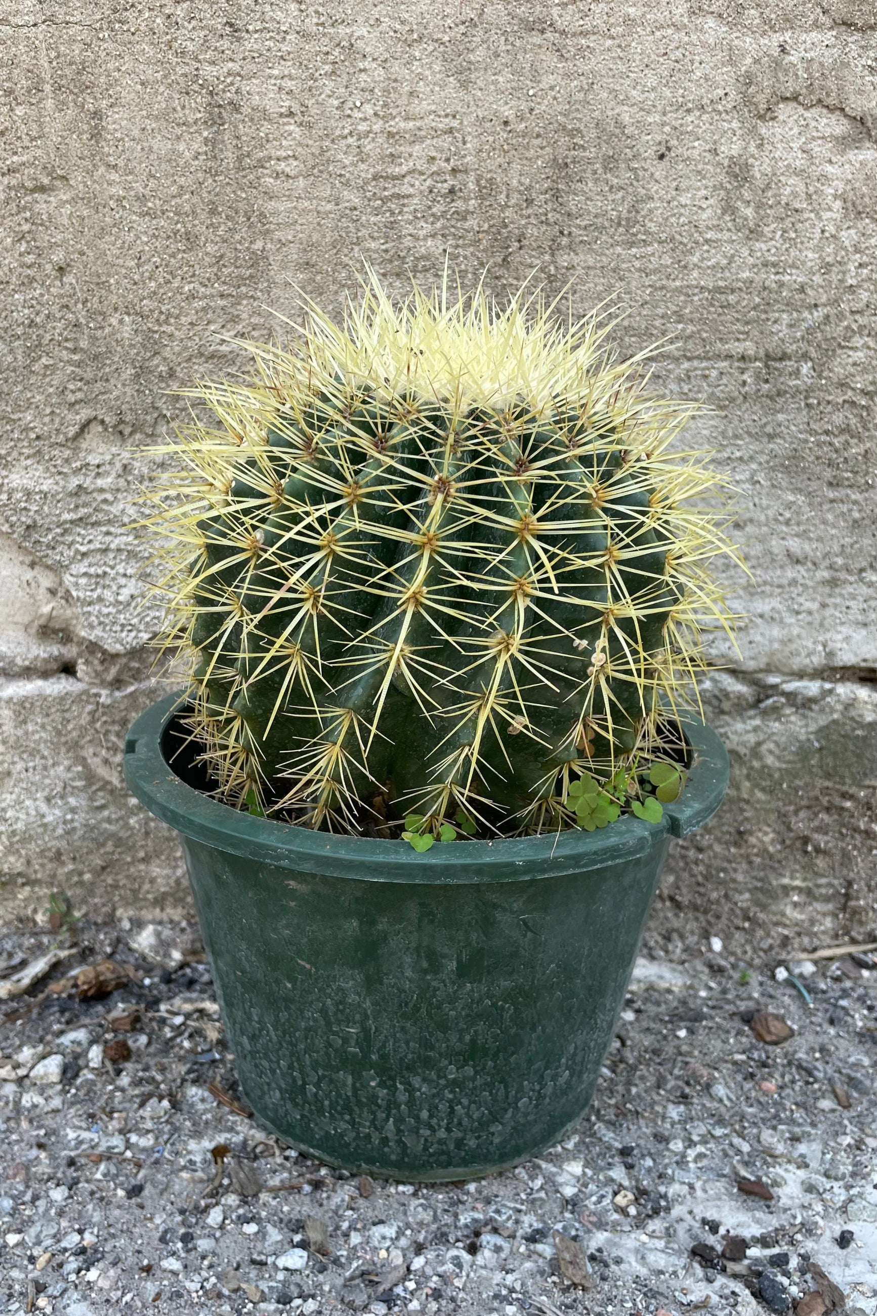 Echinocactus grusonii "Golden Barrel Cactus" 8" against a grey wall