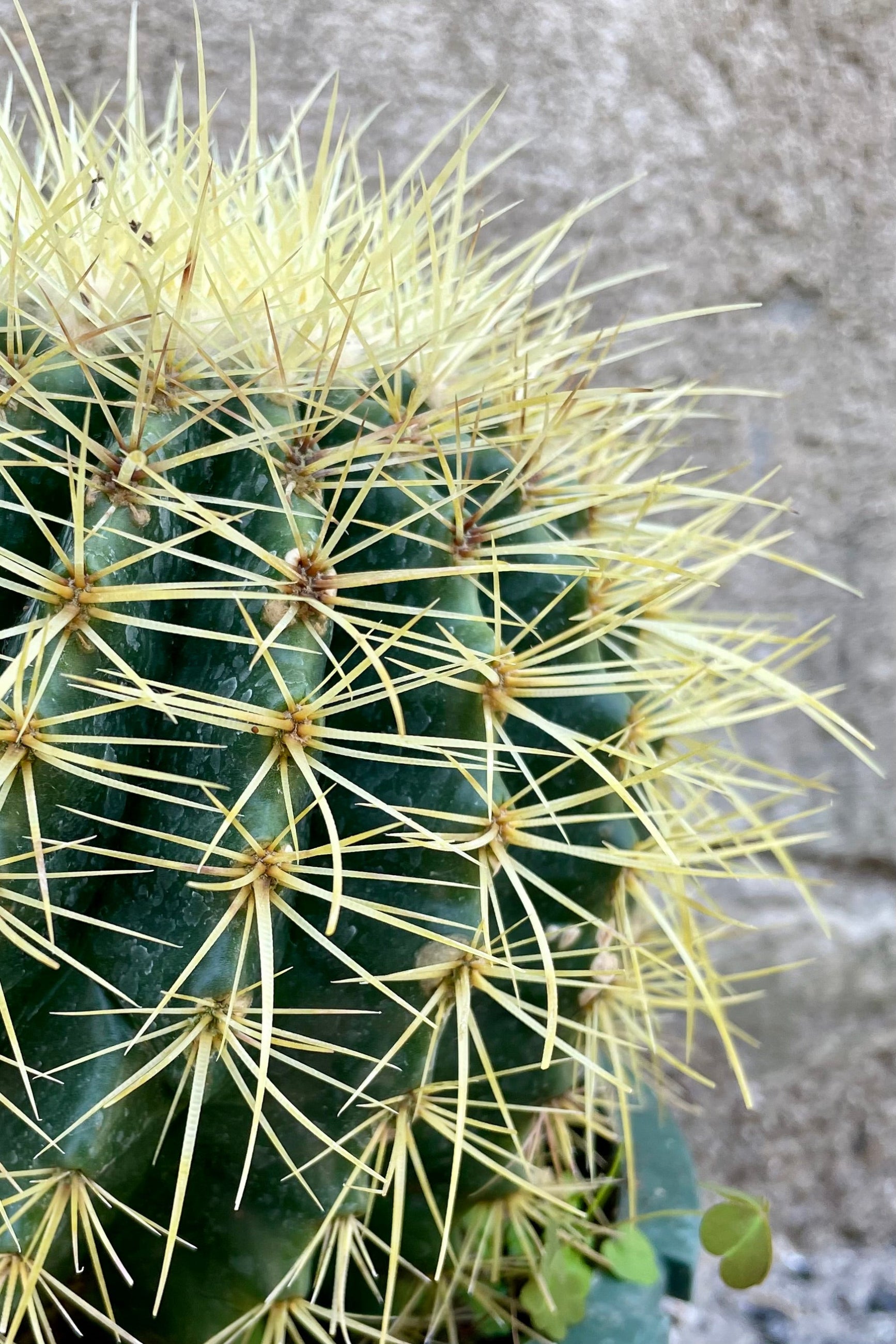 Detail of Echinocactus grusonii "Golden Barrel Cactus" 8" against a grey wall