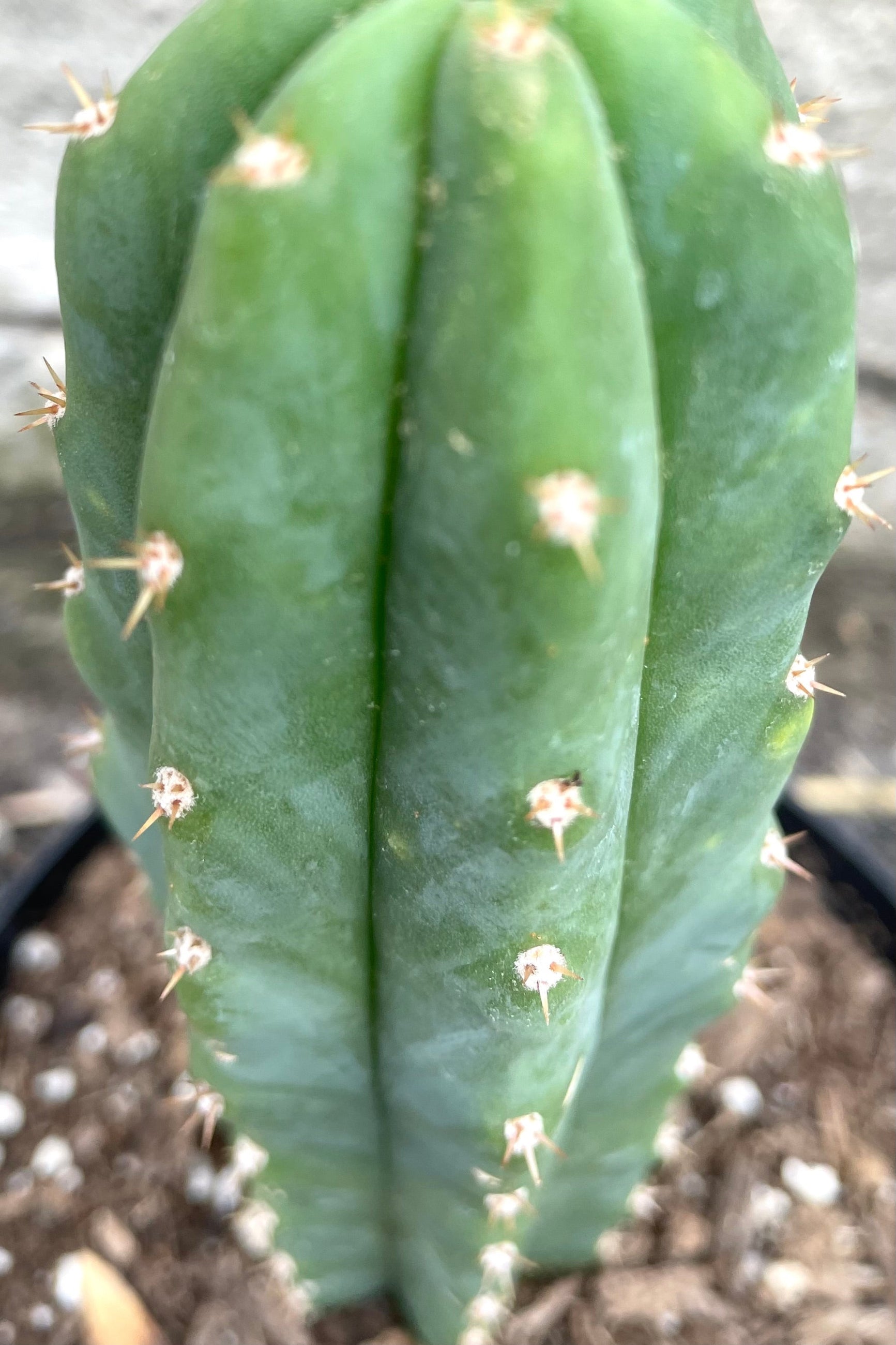 A detailed view of Echinopsis pachanoi "San Pedro" 6" against concrete backdrop