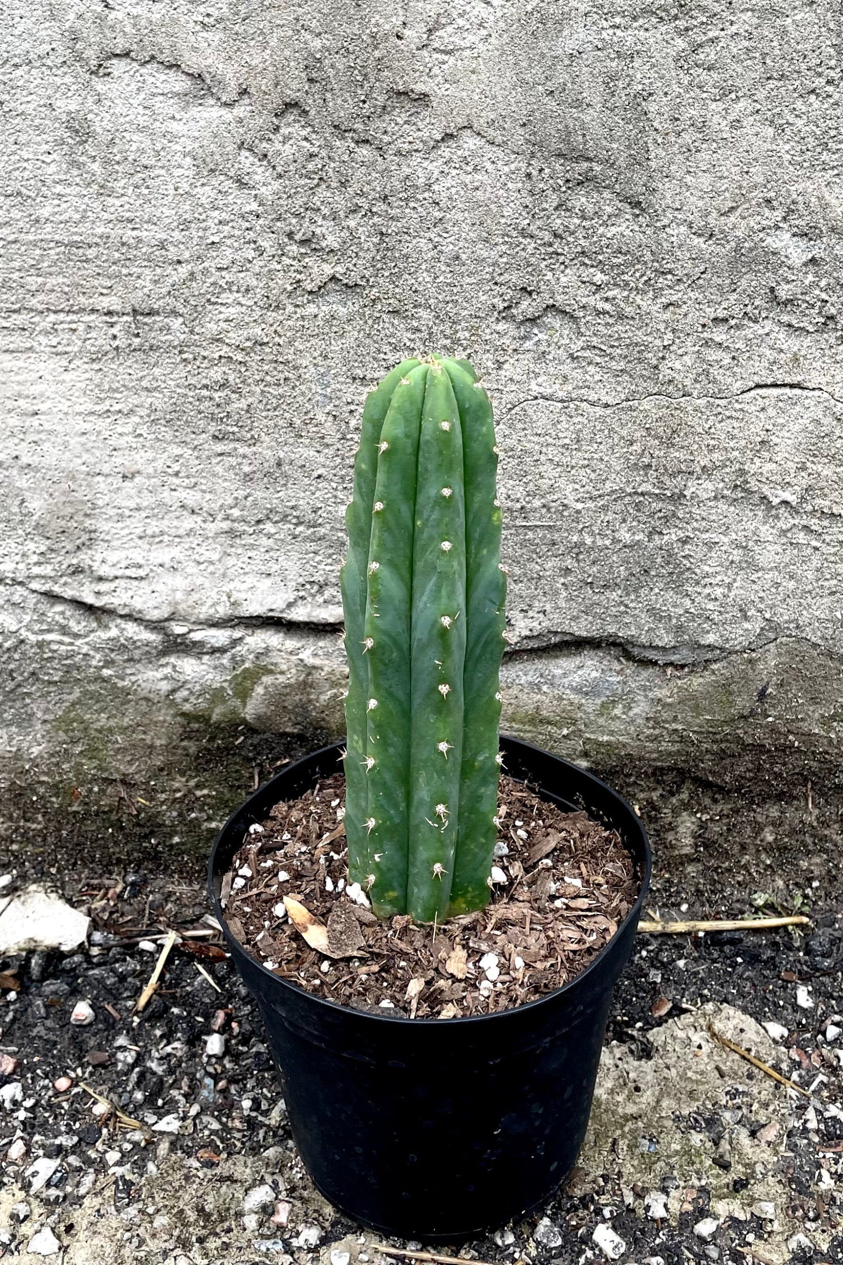 A full view of Echinopsis pachanoi "San Pedro" 6" in grow pot against concrete backdrop