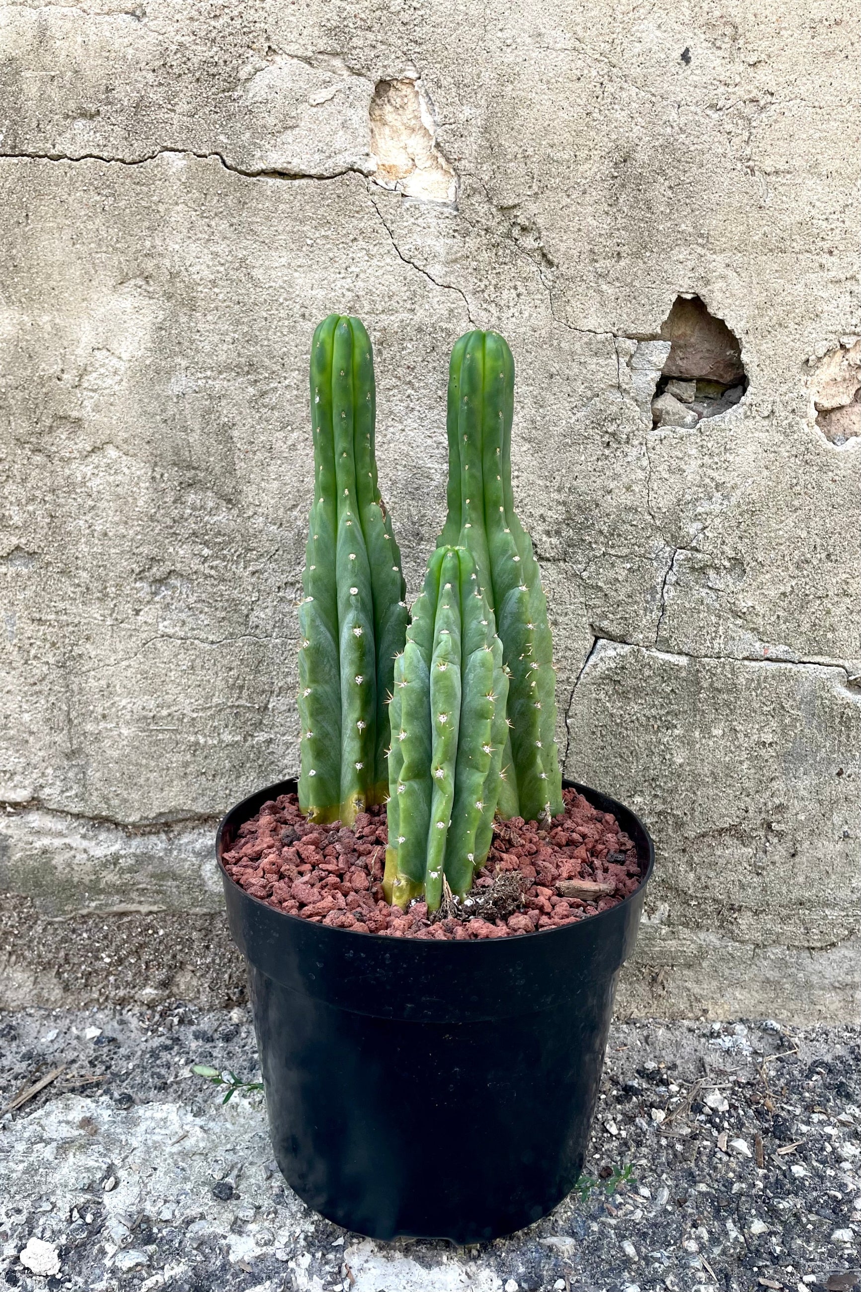 A full-body view of the 8" Echinopsis pachanoi "San Pedro" against a concrete backdrop