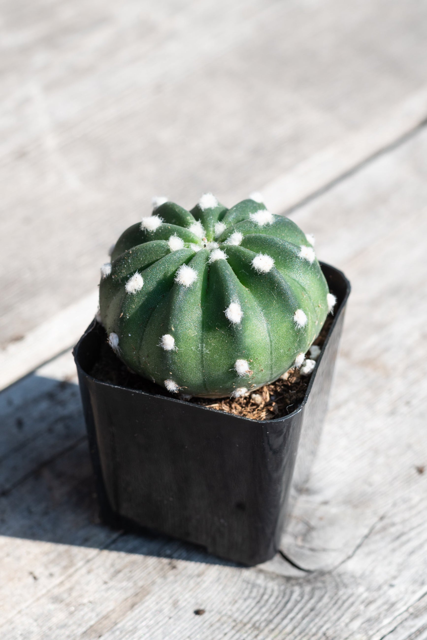 Close up of Echinopsis subdenudata in the sunshine