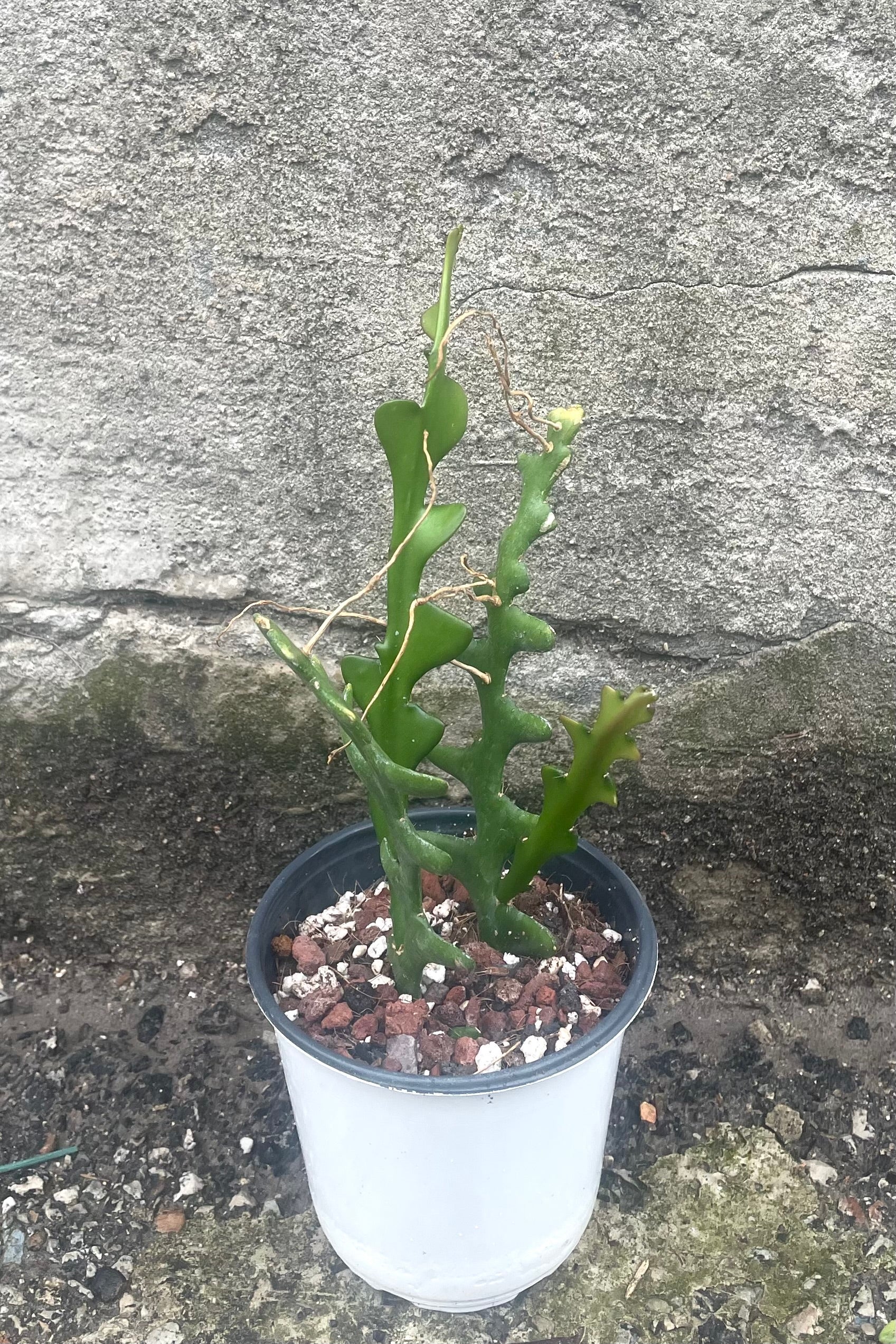 A view of Epiphyllum anguliger "Ric Rac Cactus" 4" in a grow pot against a concrete backdrop