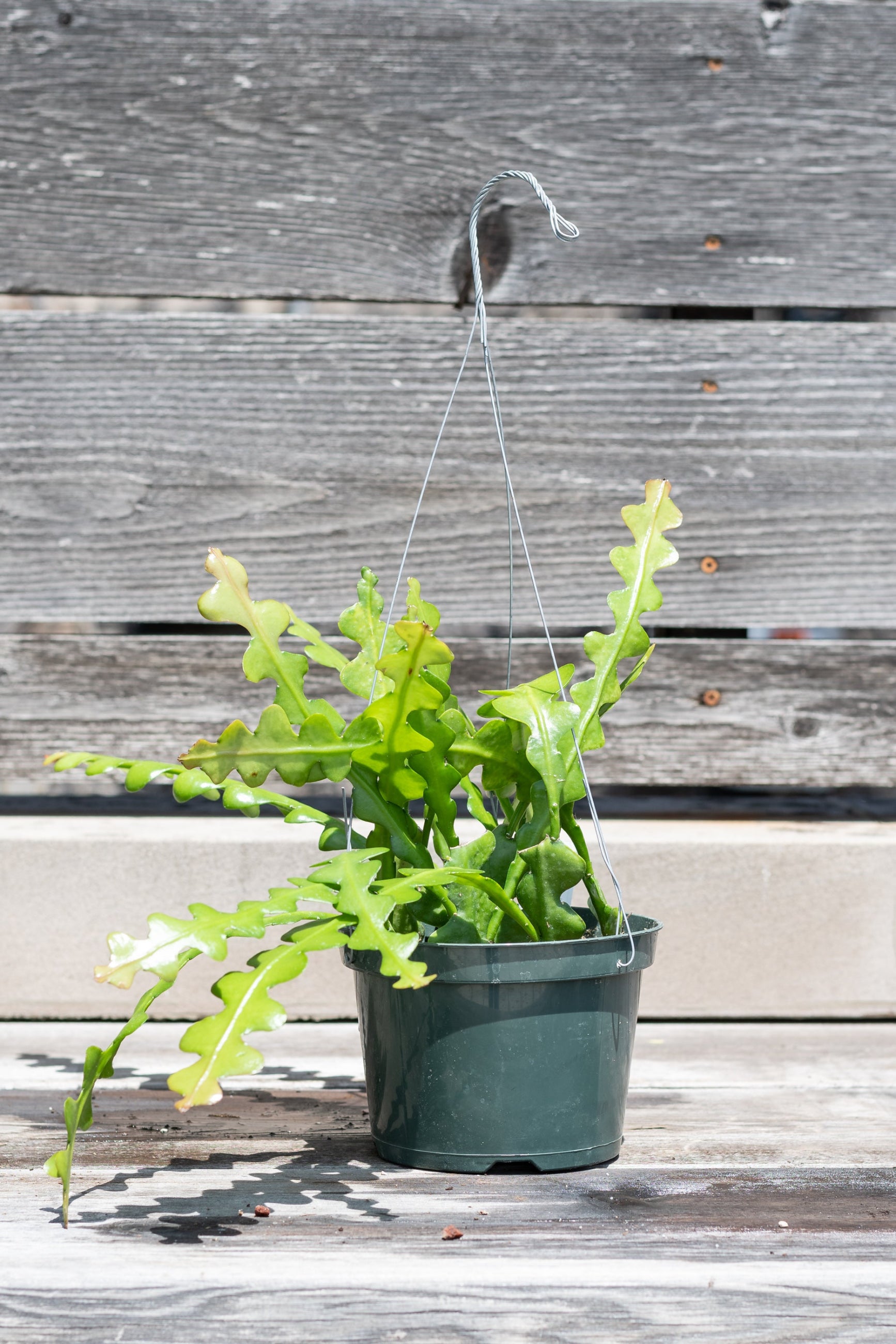 Epiphyllum anguliger "Ric Rac Cactus"  in hanging pot in front of grey wood wall