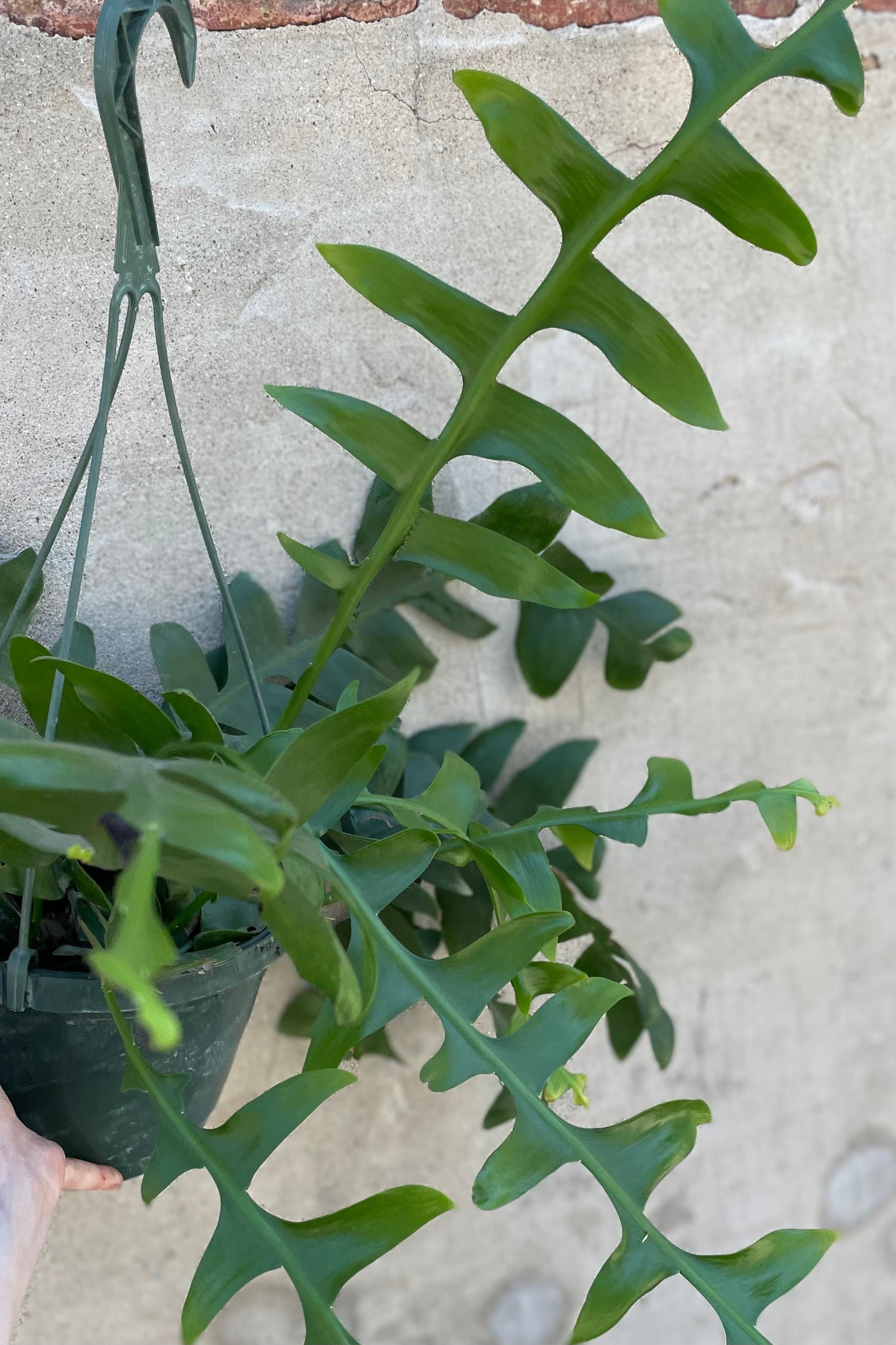 Epiphyllum chrysocardium "Sharktooth Cactus" 8" against a grey wall