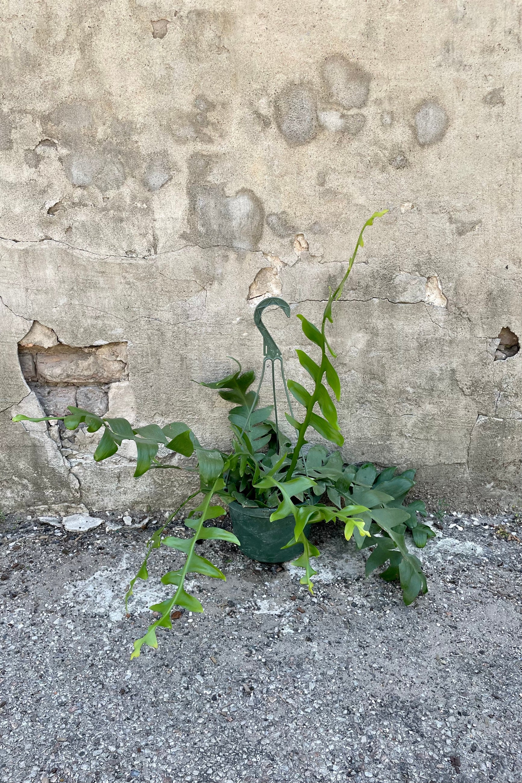 Epiphyllum chrysocardium "Sharktooth Cactus" 8" against a grey wall 