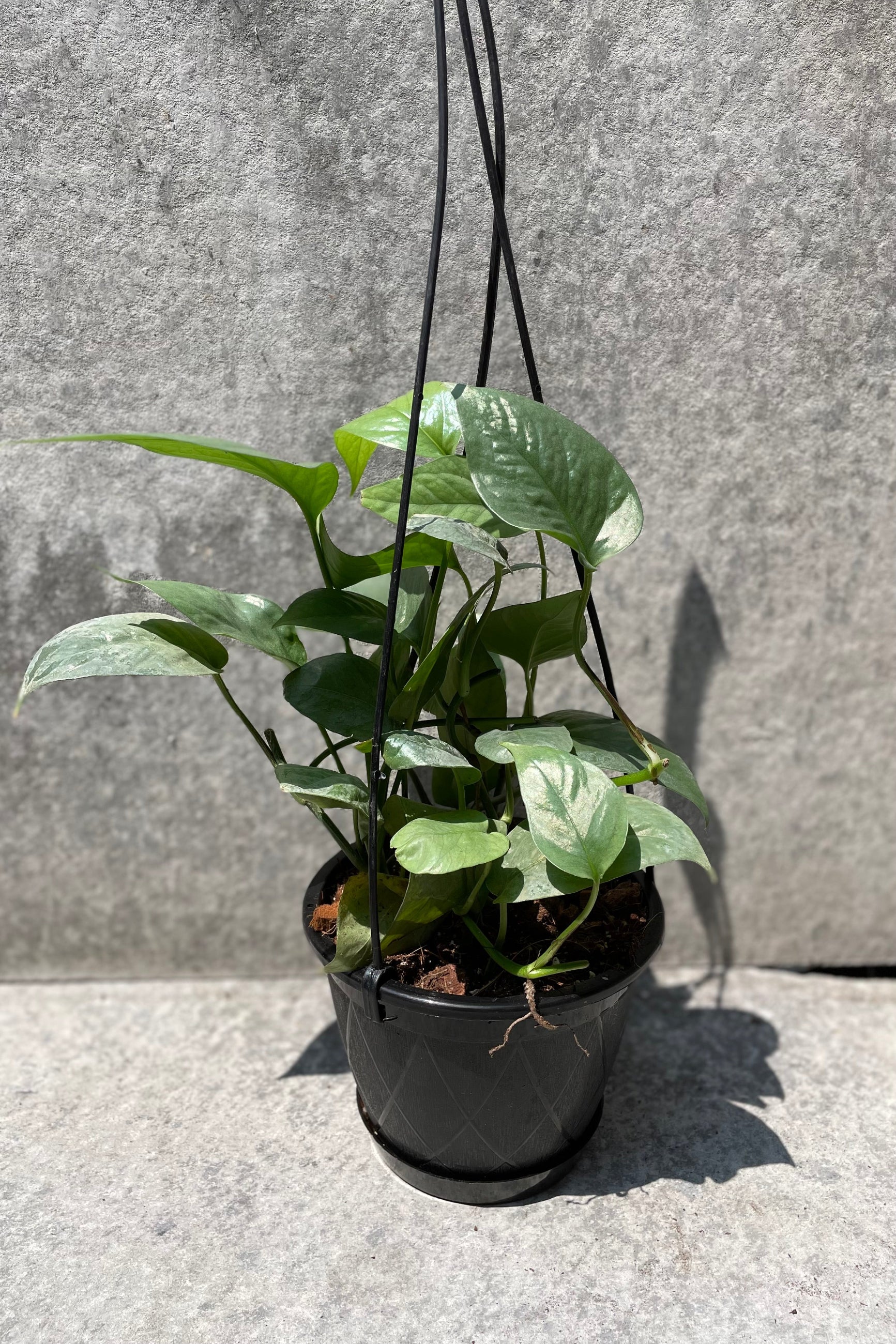 Epipremnum pinnatum 'Ceba Blue' in a 4" growers pot. 