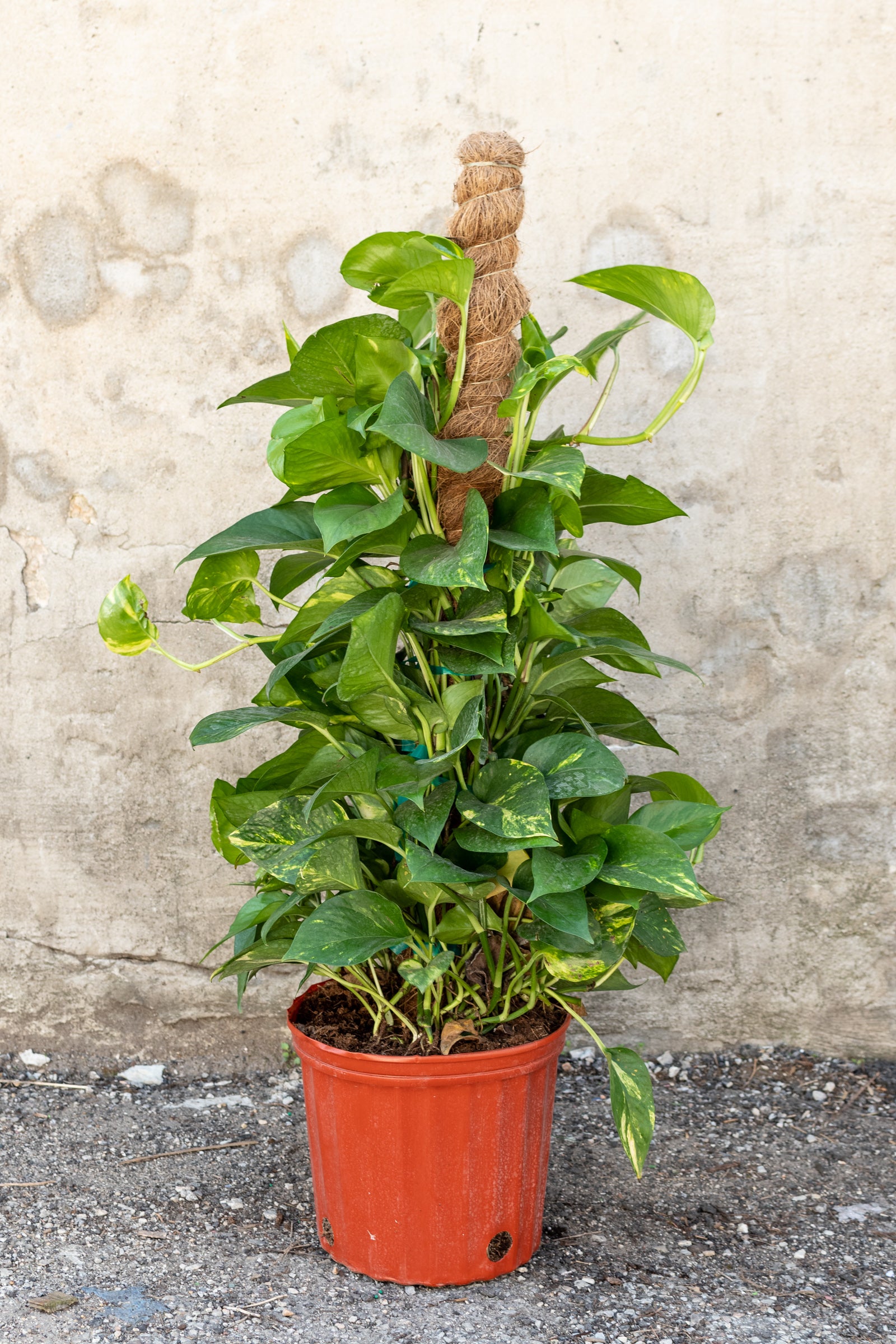 Large epipremnum golden Pothos totem in front of concrete wall 