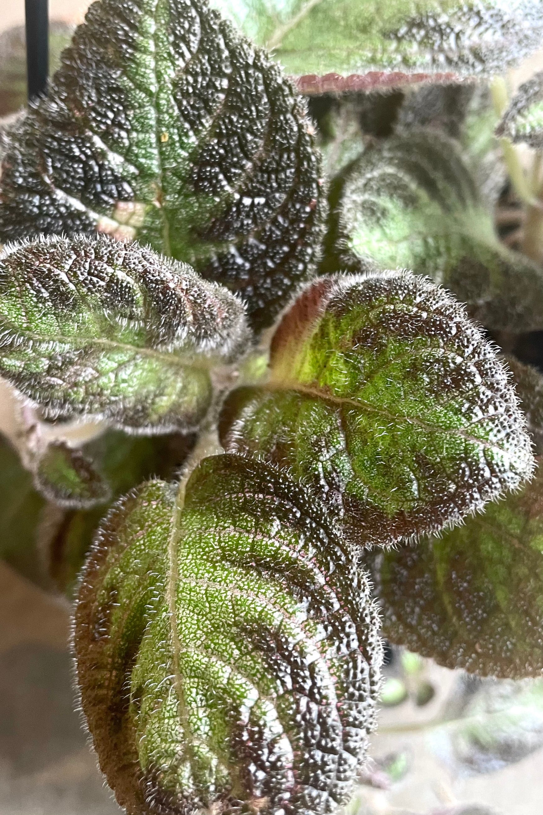 A detailed view of Episcia 4" hanging basket against concrete backdrop