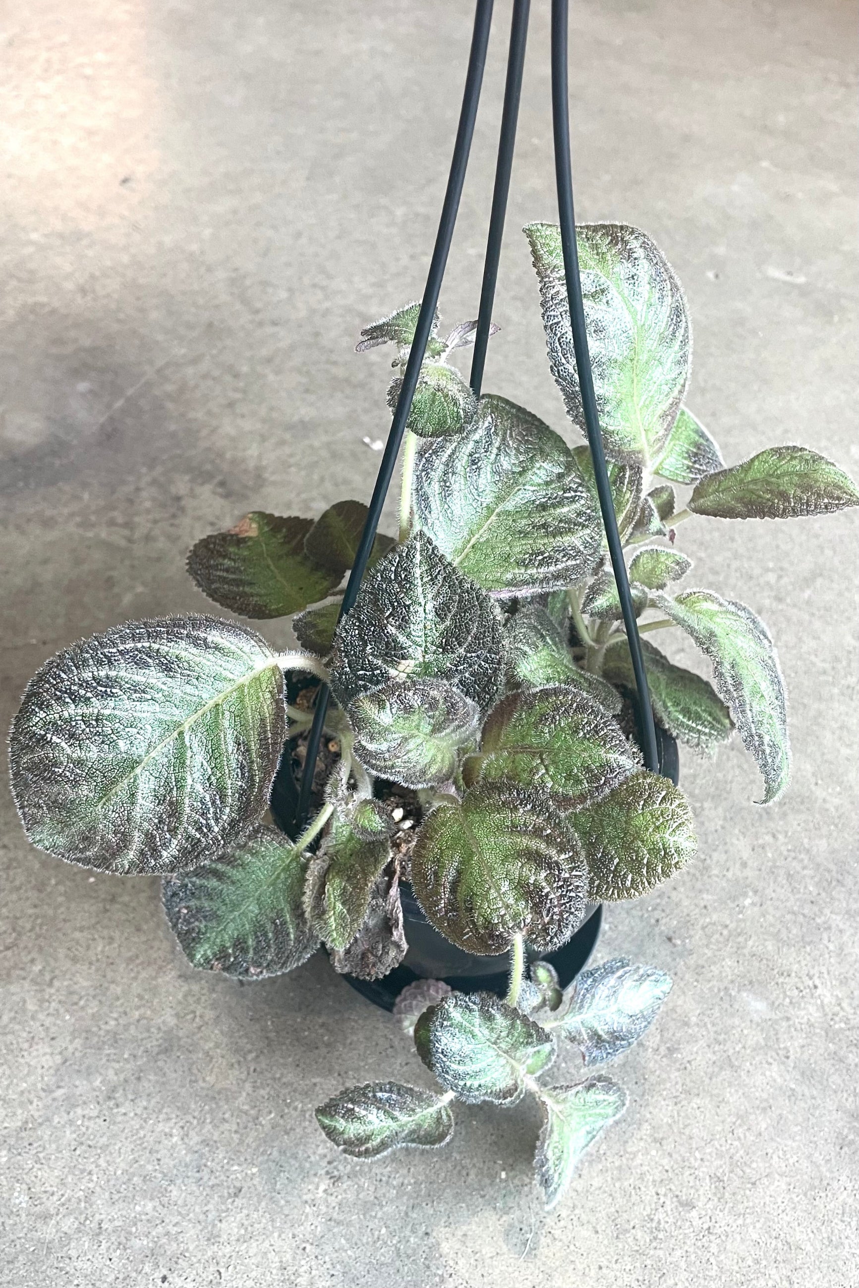 A full view of Episcia 4" hanging basket against concrete backdrop