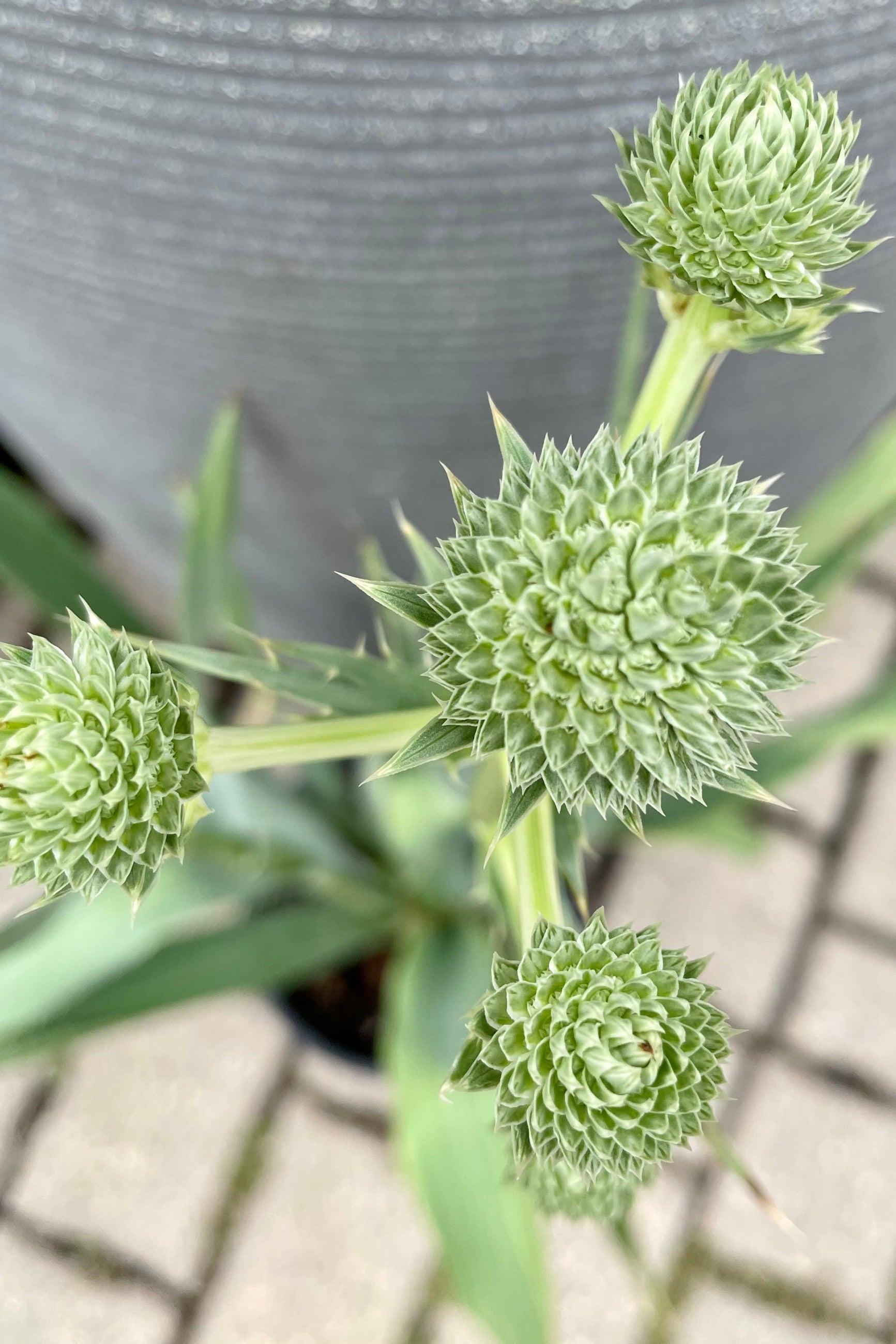 The whitish green math like floral balls of the Eryngium yuccifolium mid July at Sprout-home. ©Sprout Home