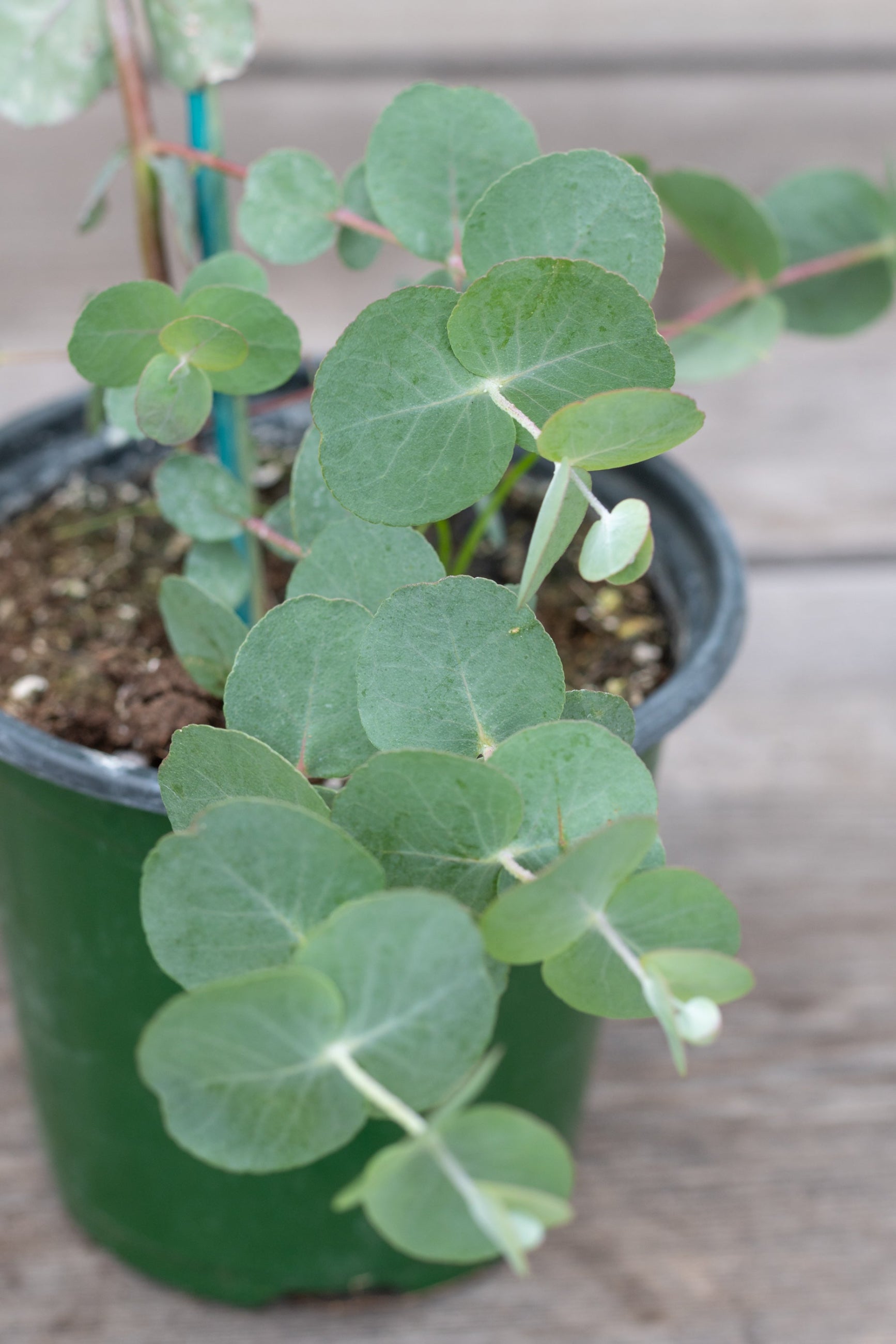 Close up of potted eucalyptus plant 