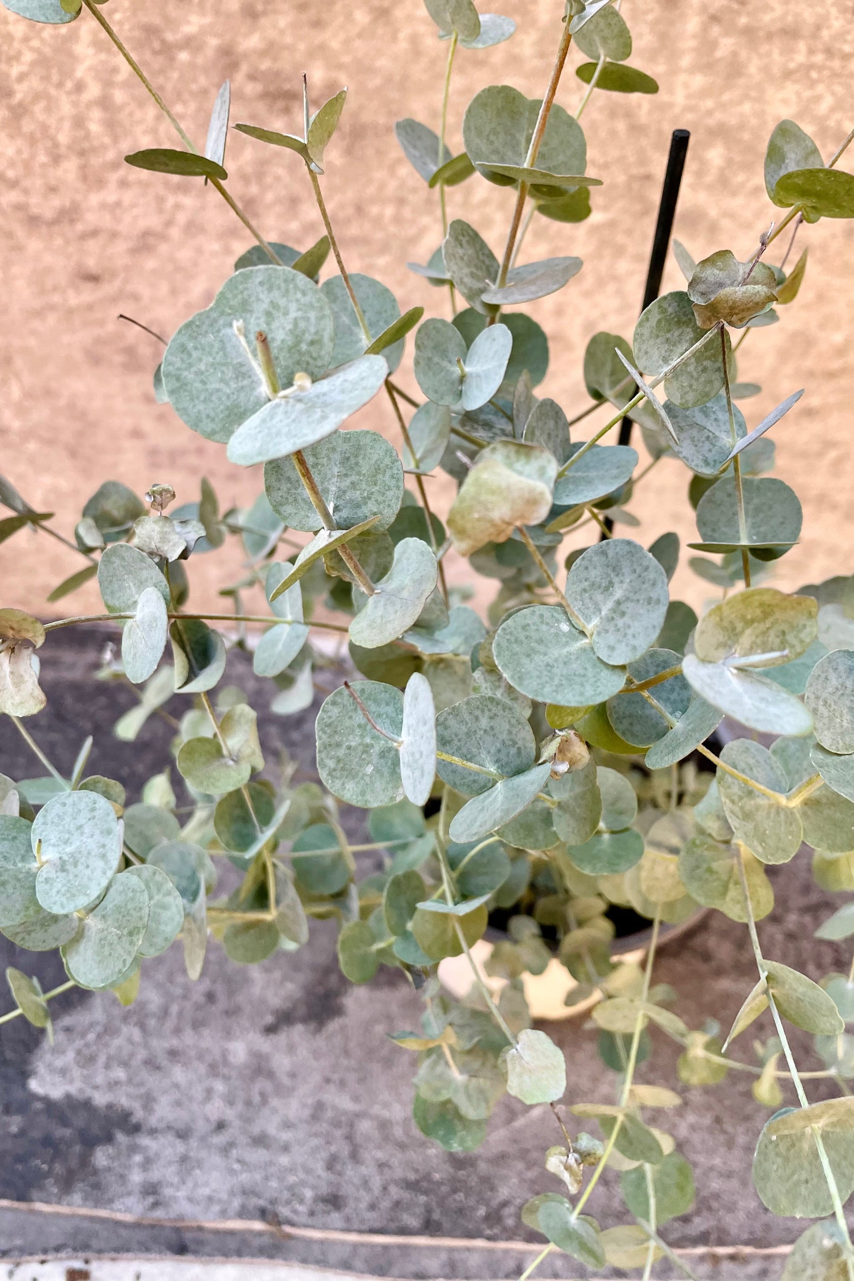 The Eucalyptus gunni boasts silvery-blue, circular foliage.